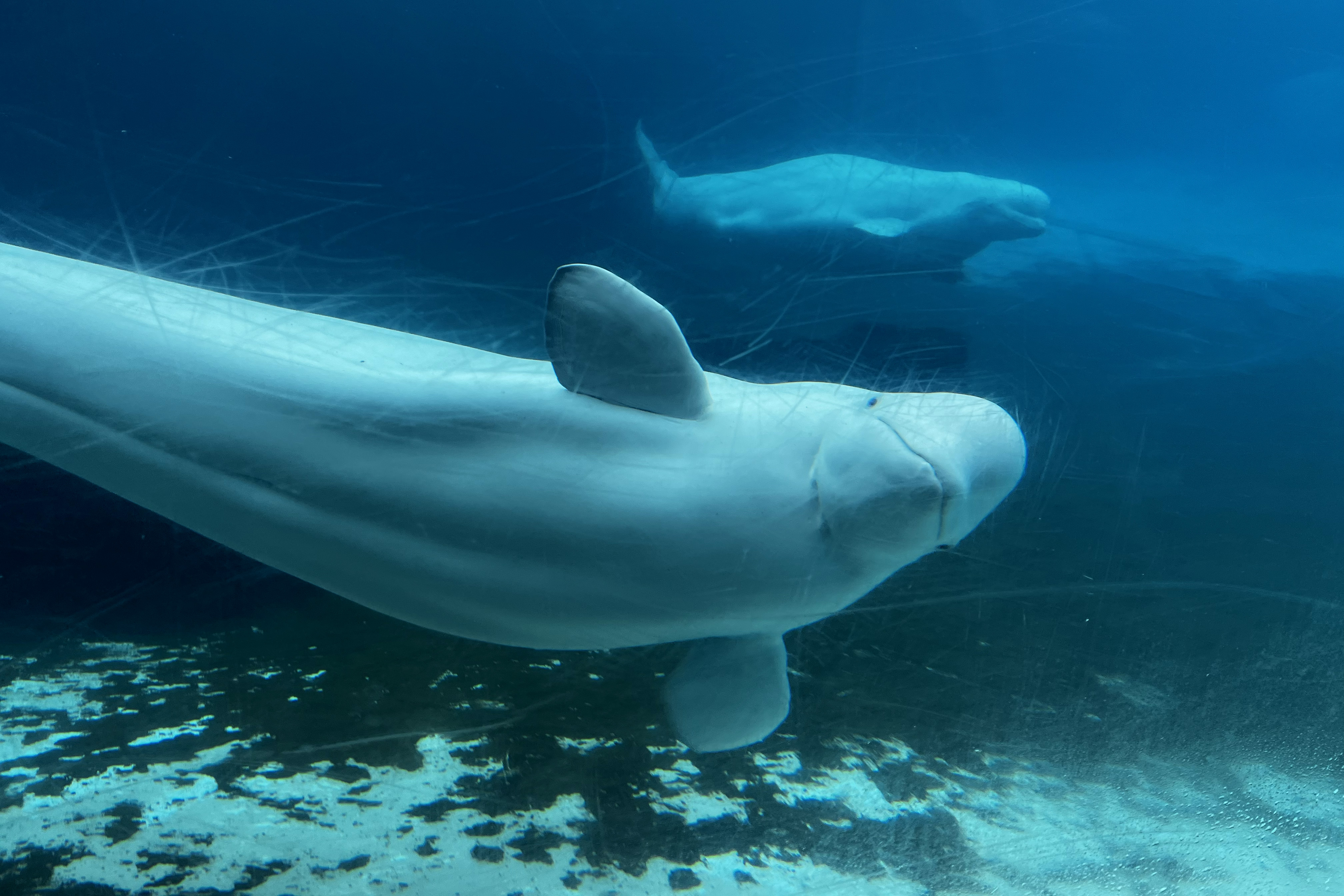 100+] Beluga Pictures