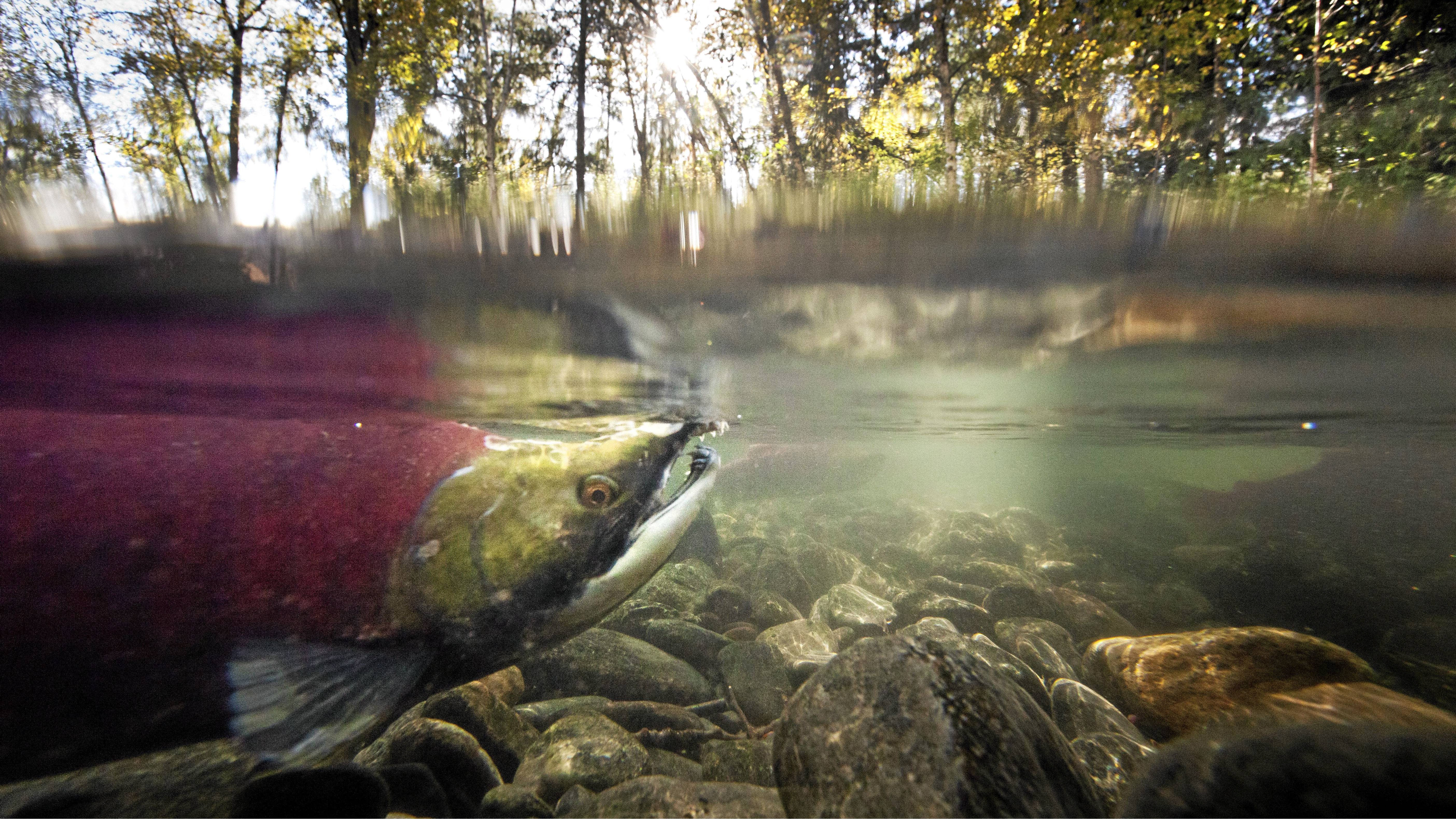 Health of salmon run affects ecosystem of forest - The Globe and Mail