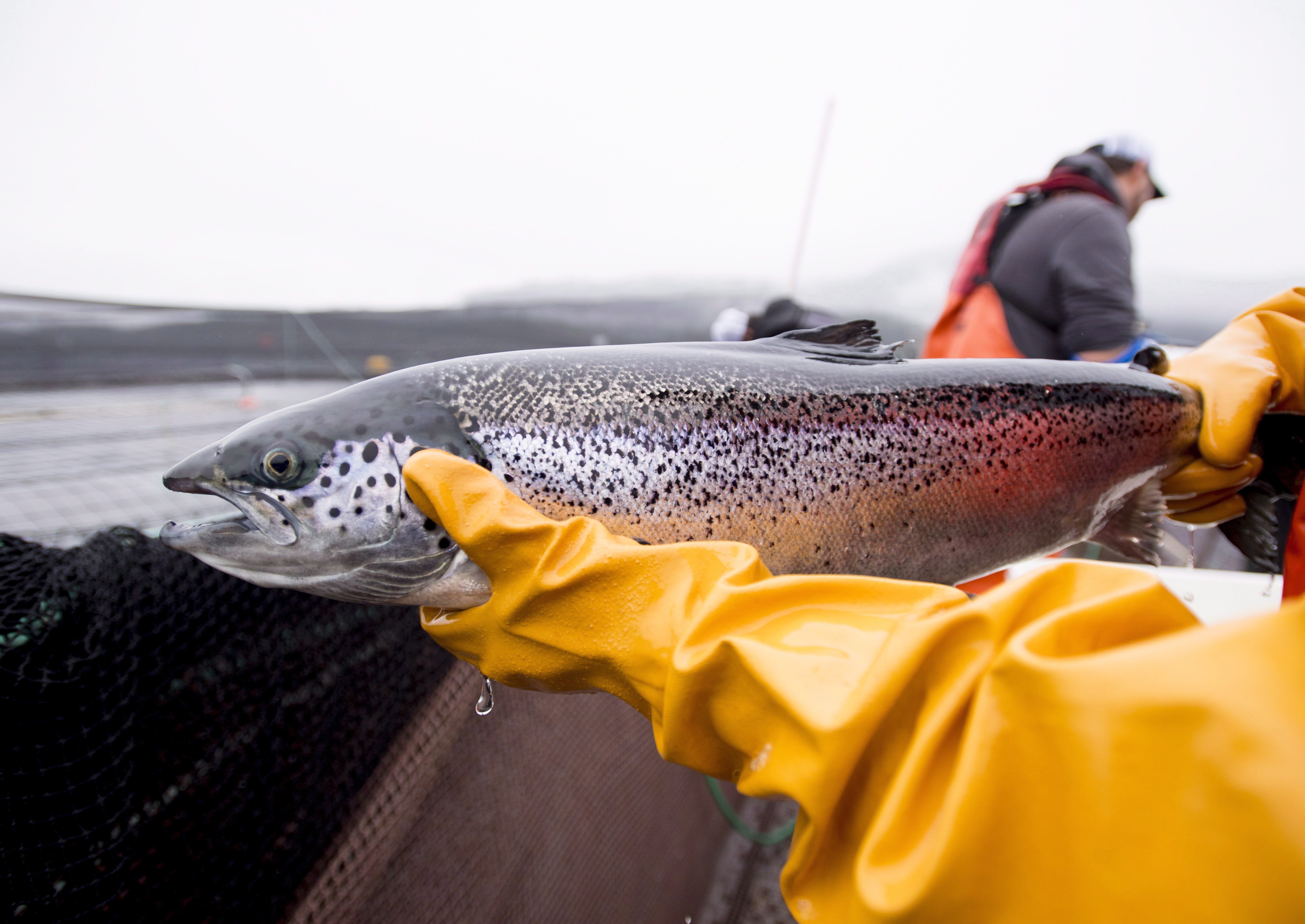 Opinion: The state of Canada's beloved salmon has become awfully