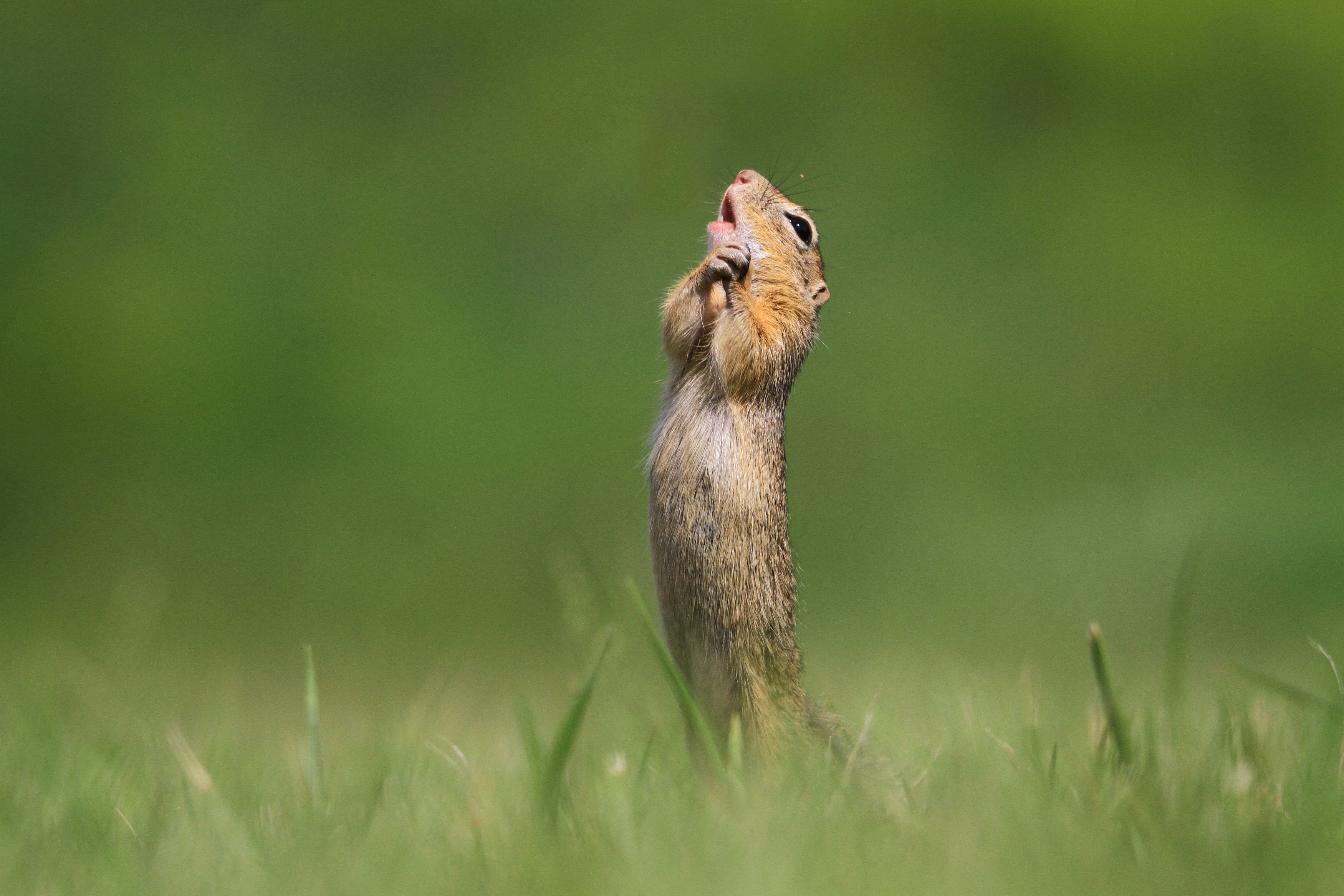 Самые смешные животные фото. Финалисты конкурса comedy Wildlife Photography Awards:. Смешные животные. Смешные картинки животных. Мемные картинки животных.