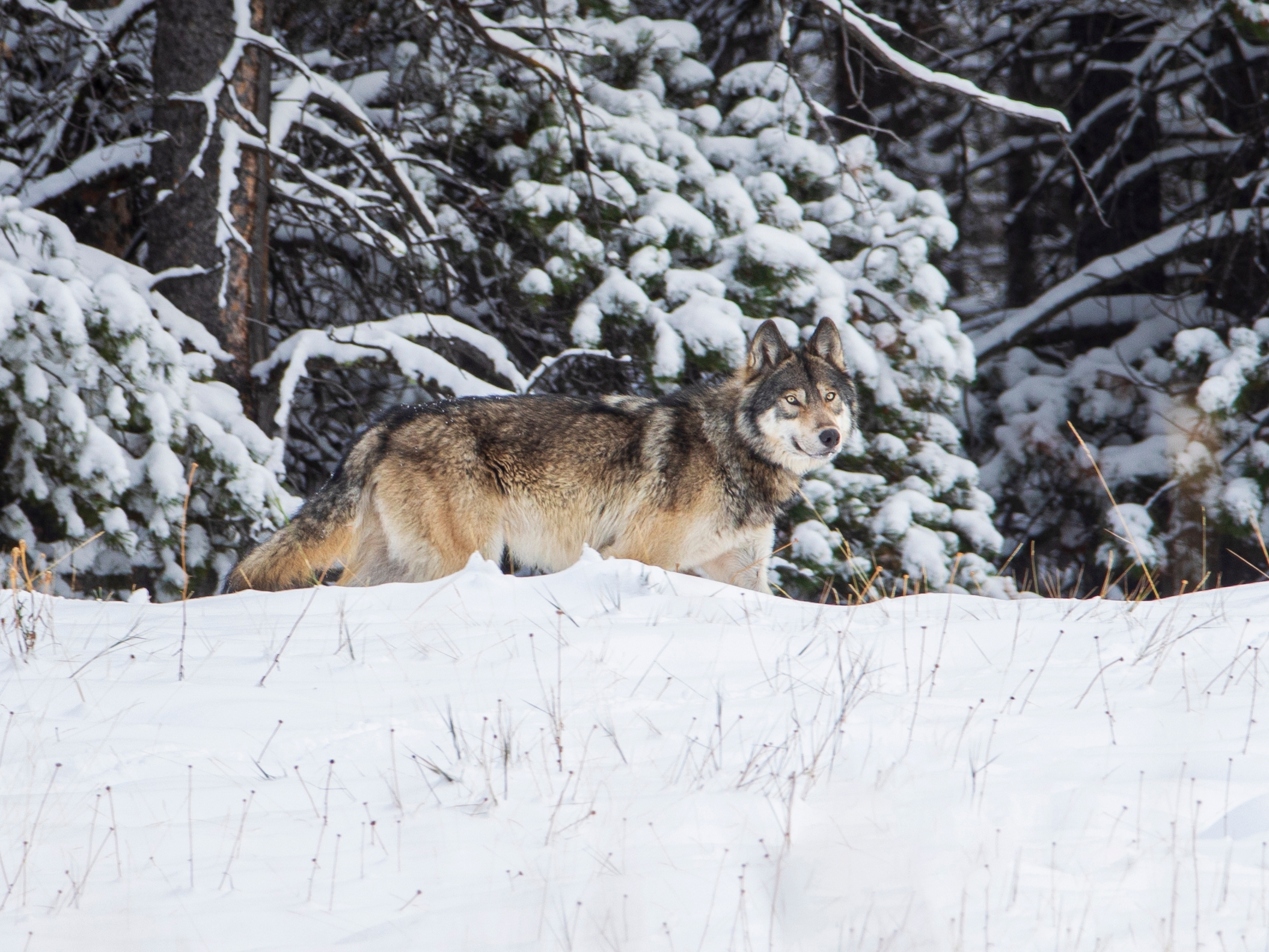 Ukraine Grey Wolf