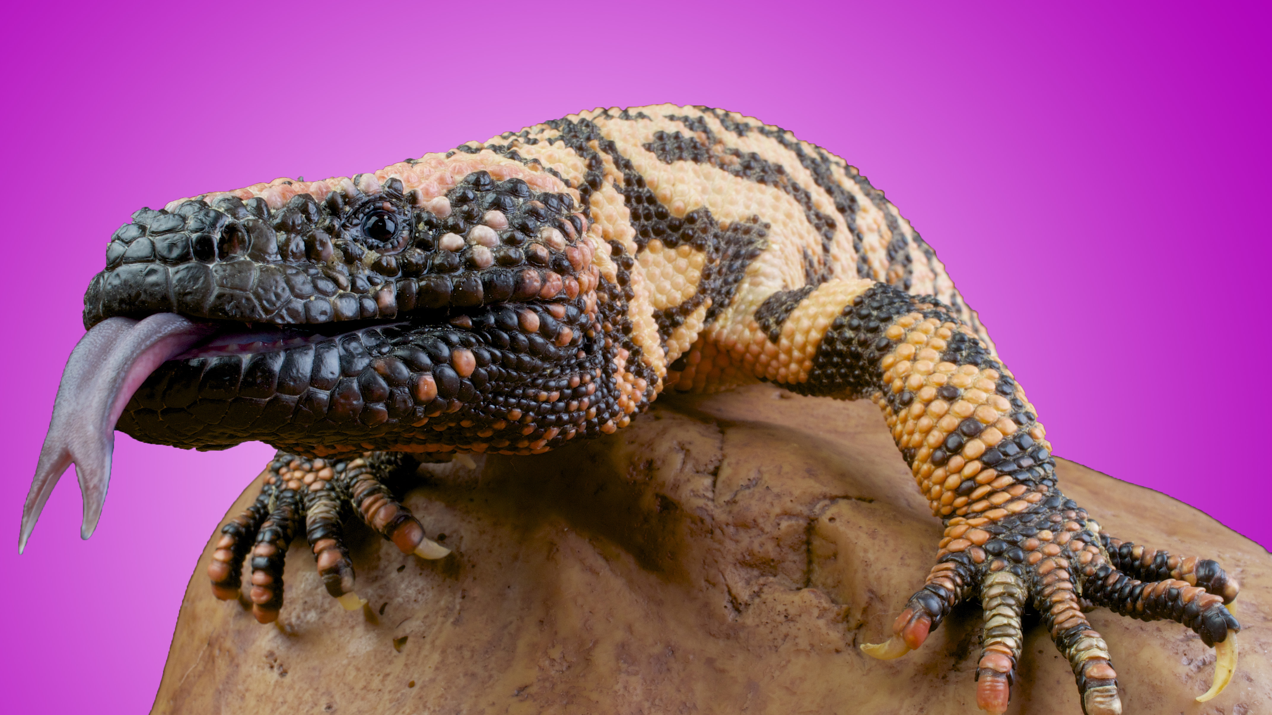 glp 1 discovery gila monster Curious how a slow-moving lizard sparked one of the biggest pharmaceutical breakthroughs of our time? The blockbuster GLP-1 drugs behind today's diabetes and weight-loss treatments have an origin story few people know The Greatest Hope for Diabetes