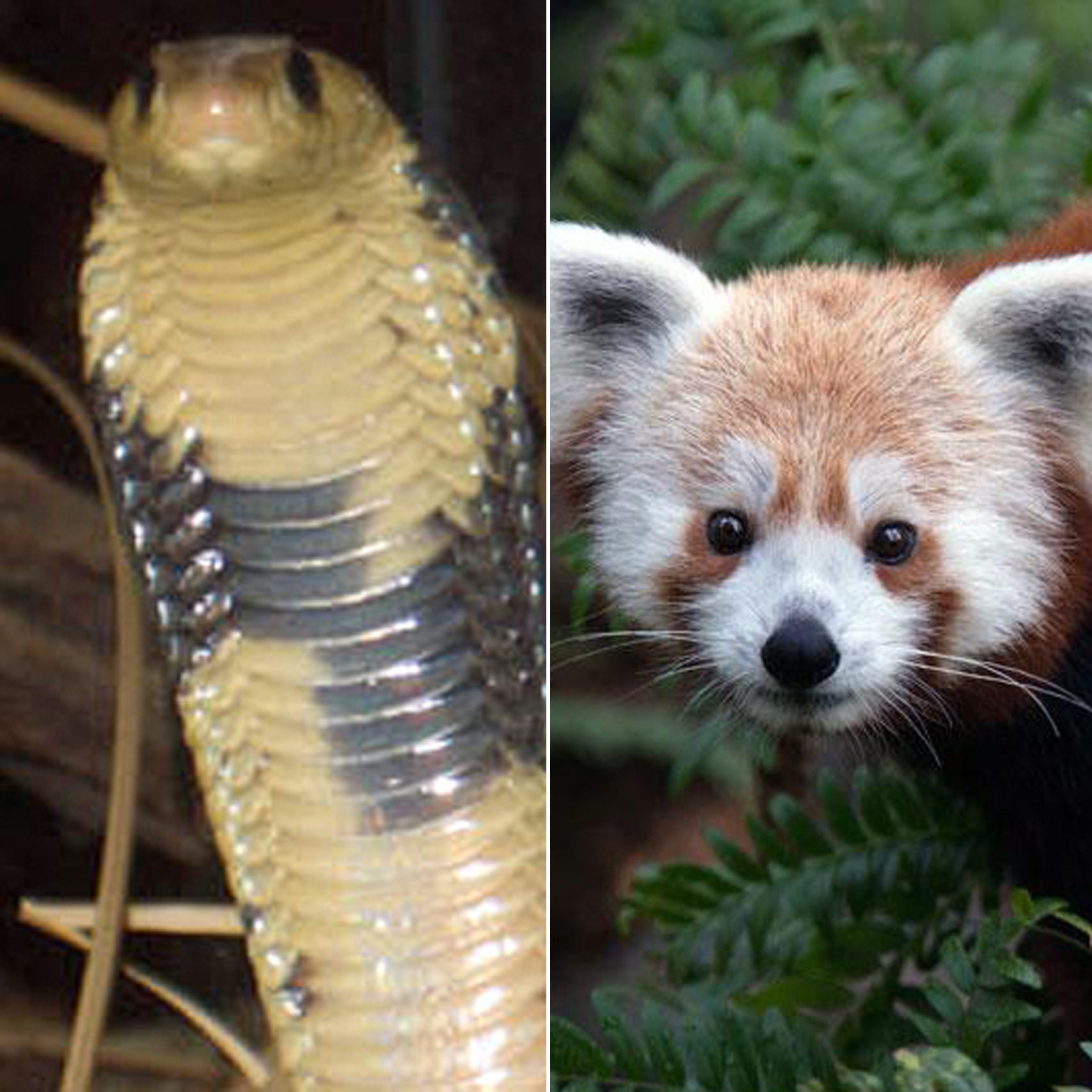 Zoologist King Cobra Chipmunk Panda など Zoologist Chipmunk Deluxe Bottle