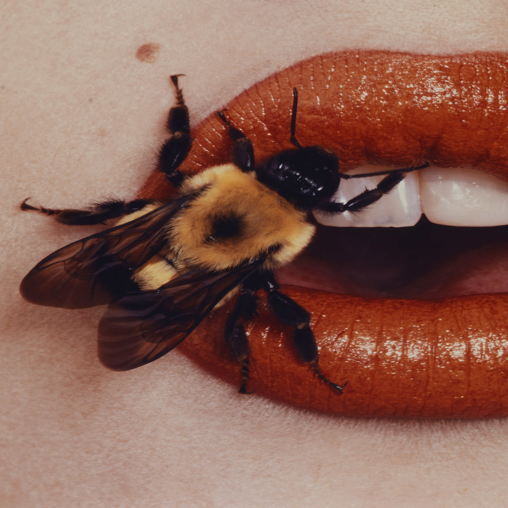 irving penn cigarette butts Bees, Trash, and Cigarette Butts: Irving Penn's Passions Beyond Fashion
