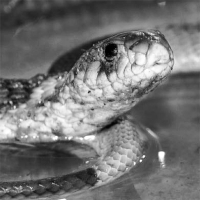 Mia, The Bronx Zoo’s Cobra