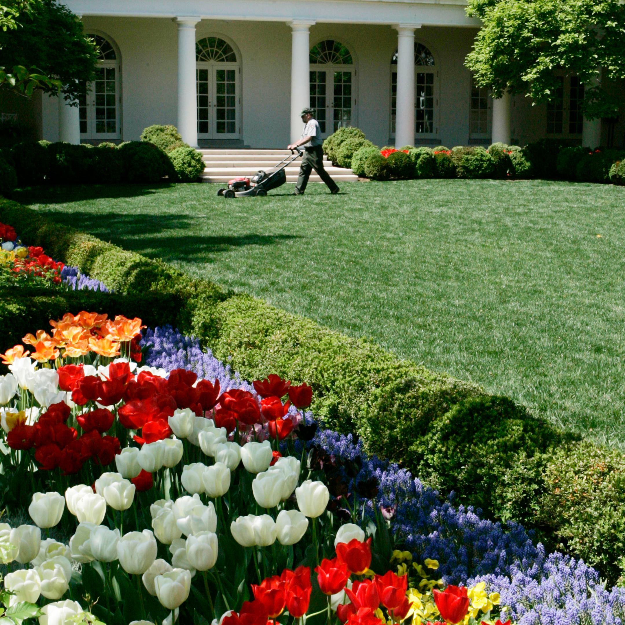 Donald Trump Bulldozes the White House Rose Garden, image size:2160x2160