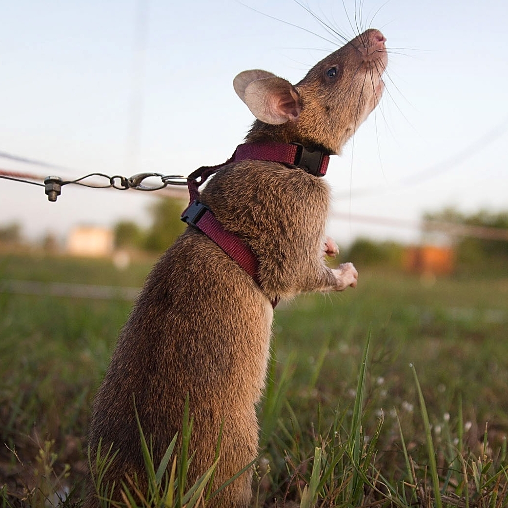 Landmine-Sniffing Rat Named Ronin Sets Guinness World Record