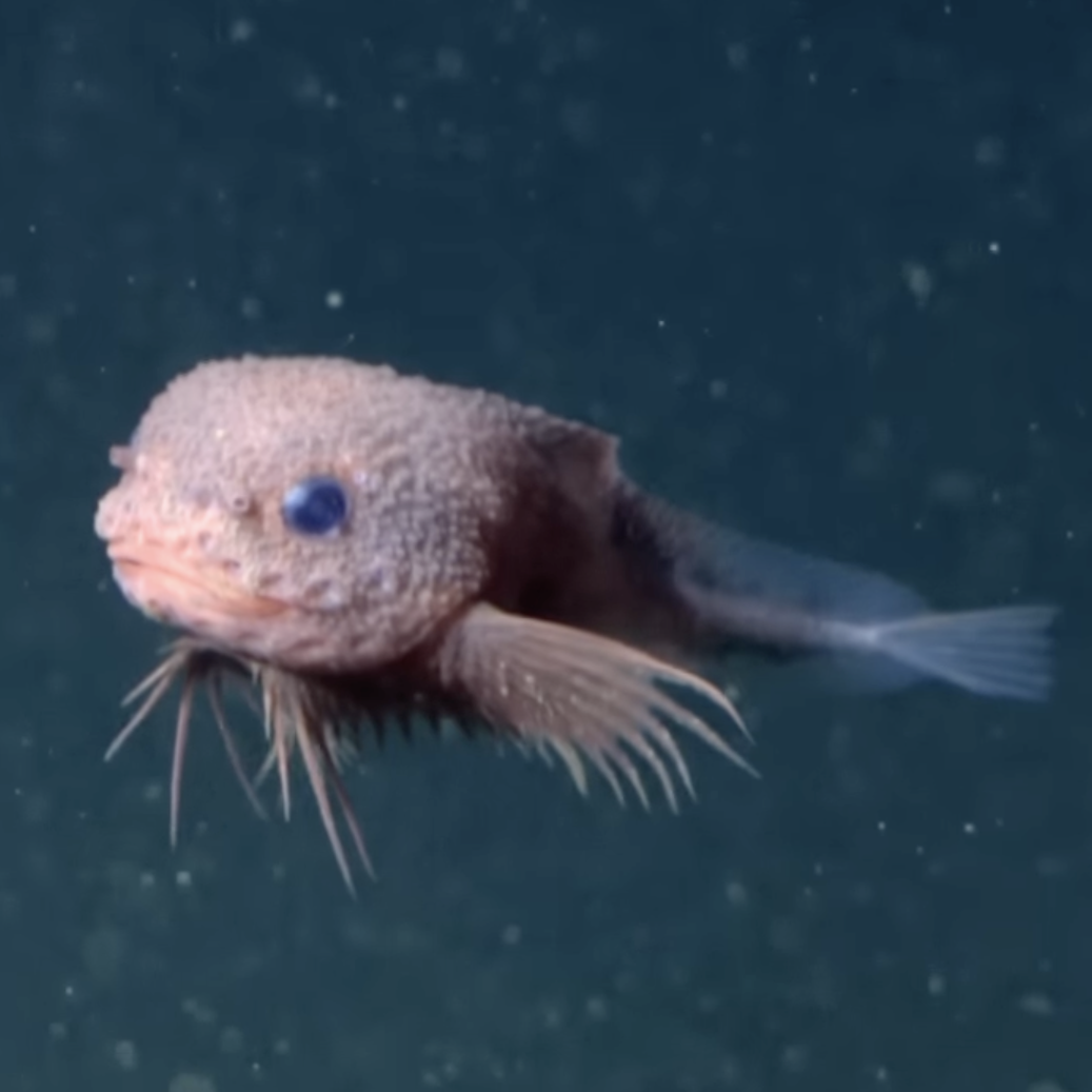 Biologists Discover 'Adorable' Deep-Sea Fish Species Called The