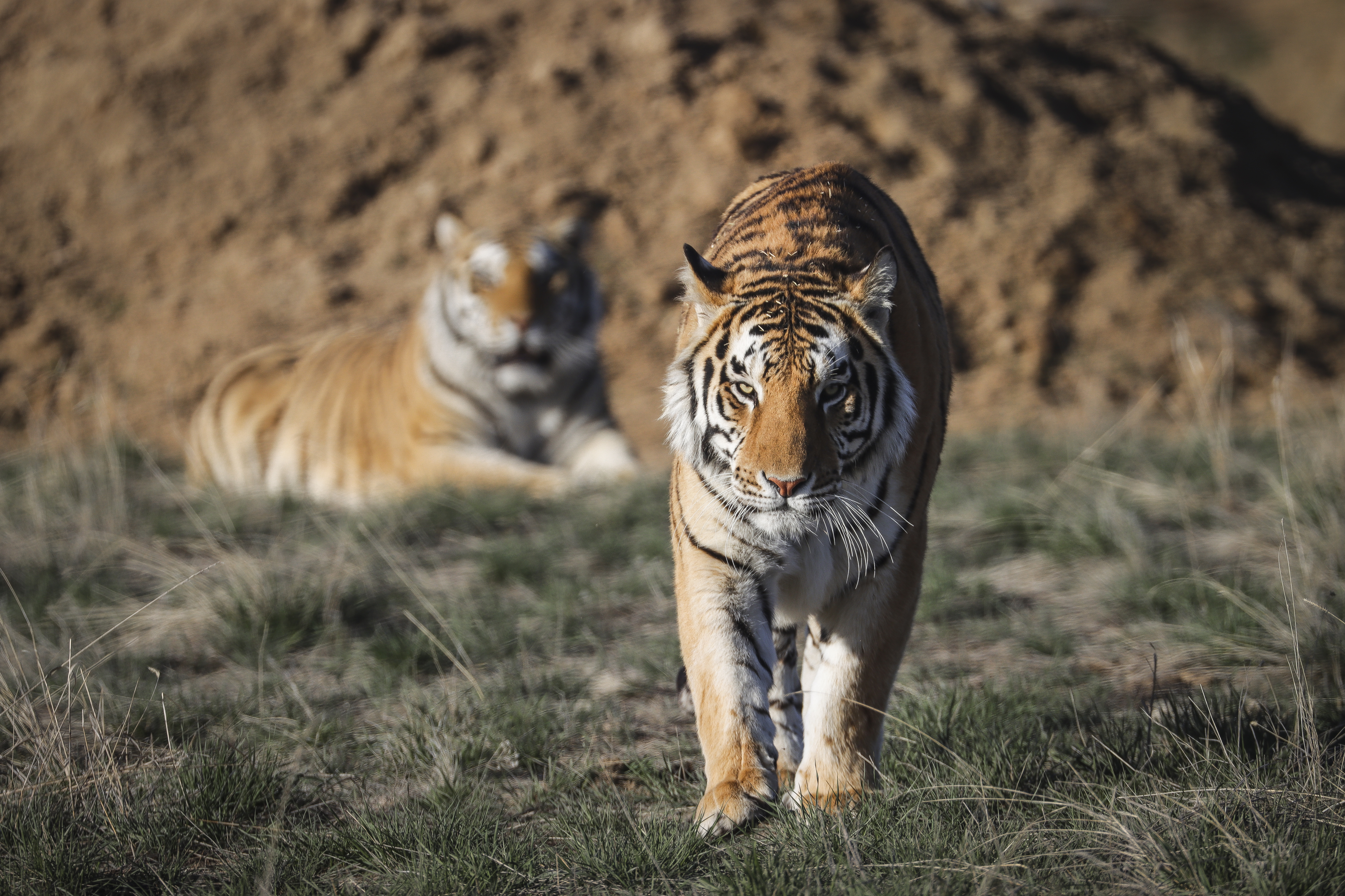 The Big Cat Public Safety Act, inspired by Tiger King, may become law
