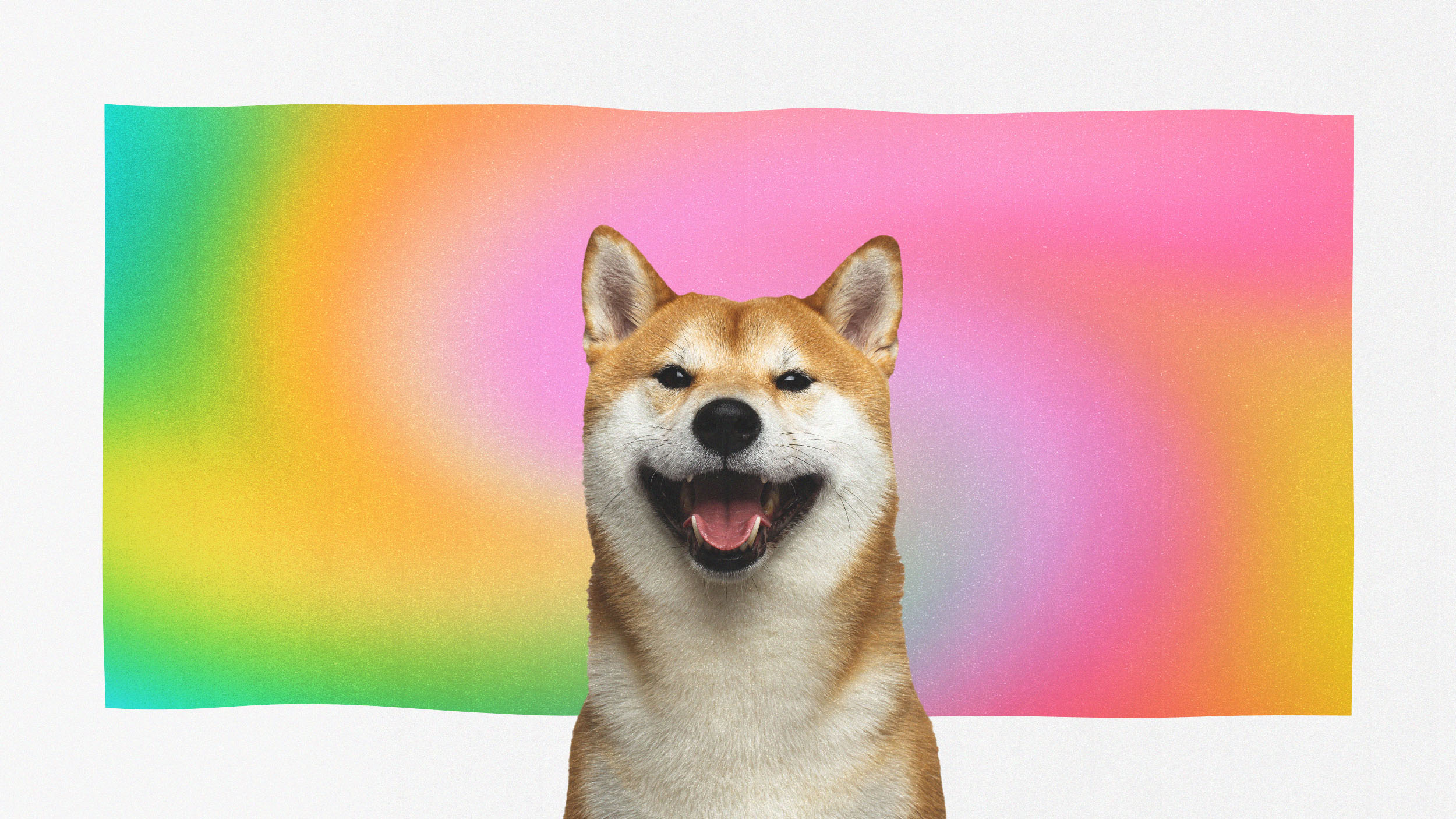 How the Shiba Inu became an Internet meme and took over the world