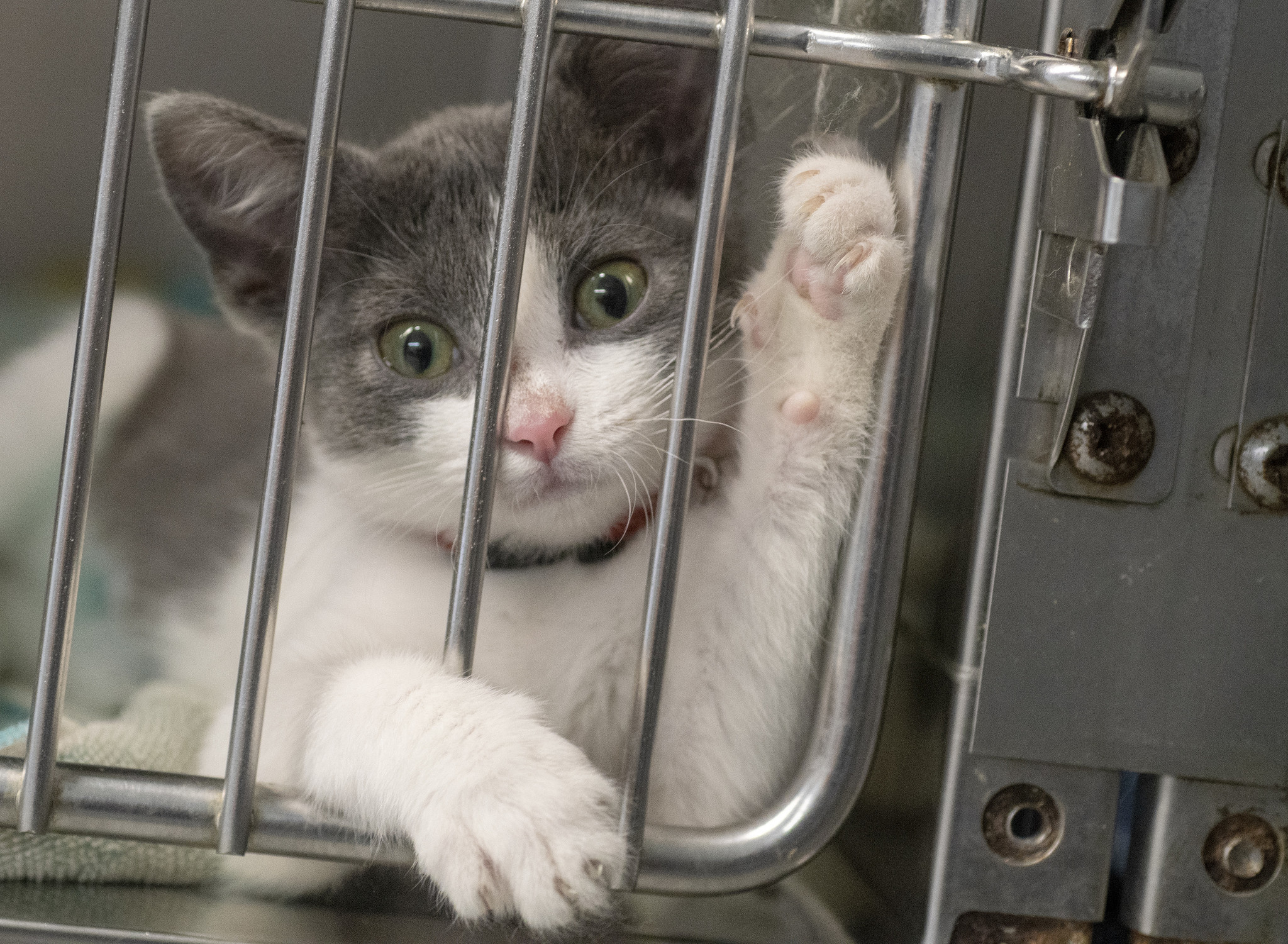 Central Florida animal shelter won't accept new cats due to infectious  virus – Orlando Sentinel