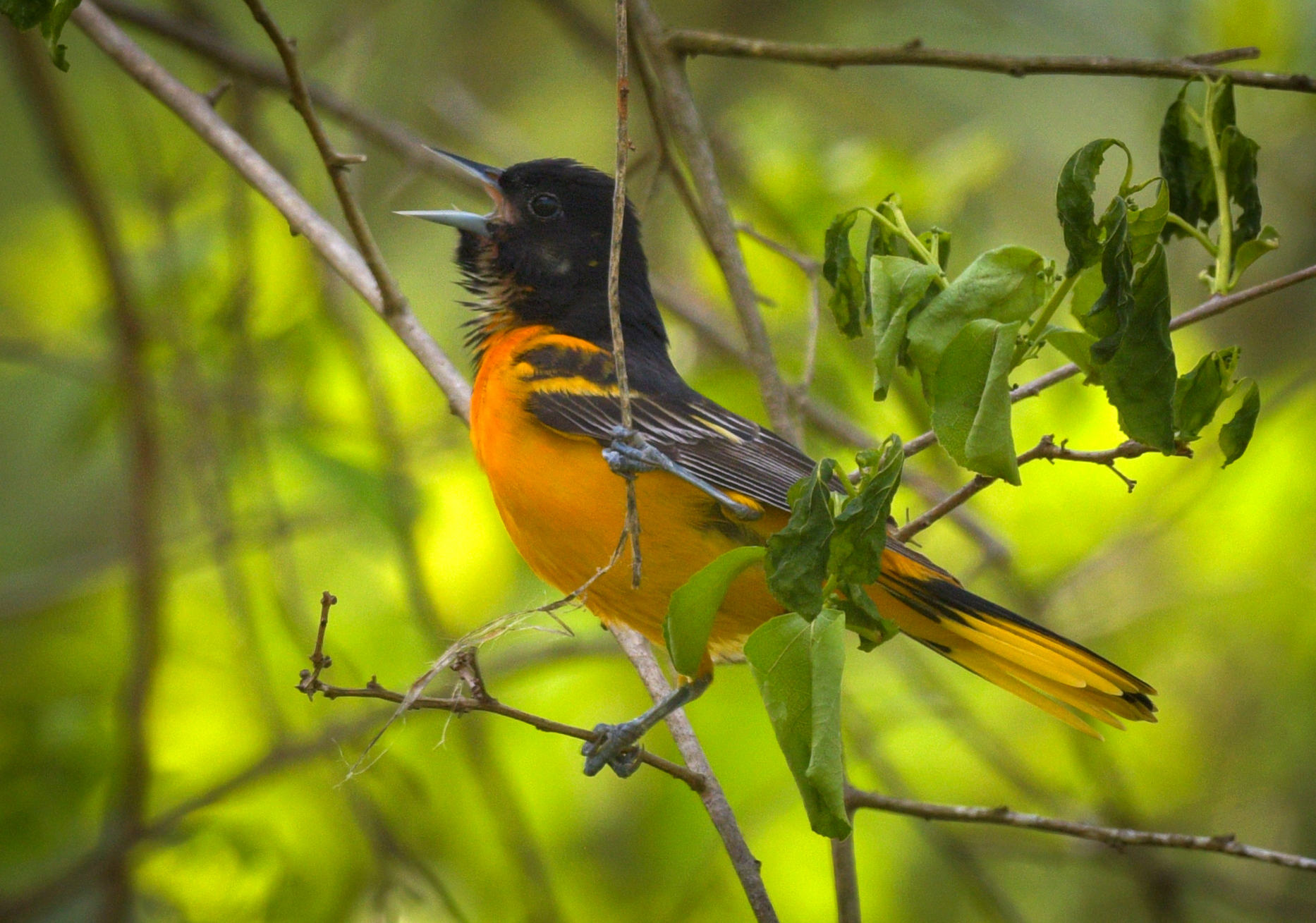 Baltimore Oriole  The Audubon Birds & Climate Change Report