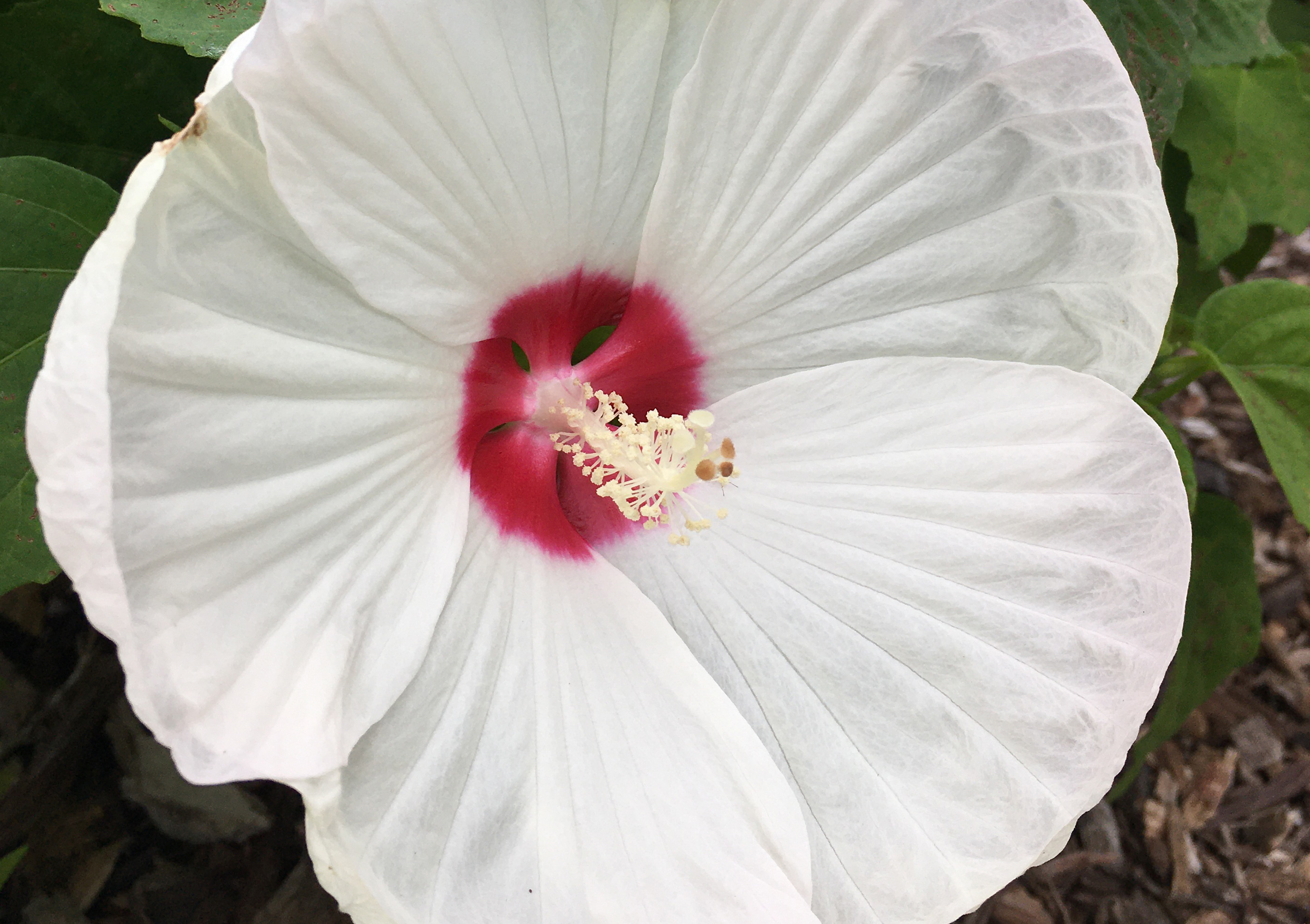 Hardy and Hardly Tropical Hibiscus Bloom in Chicago
