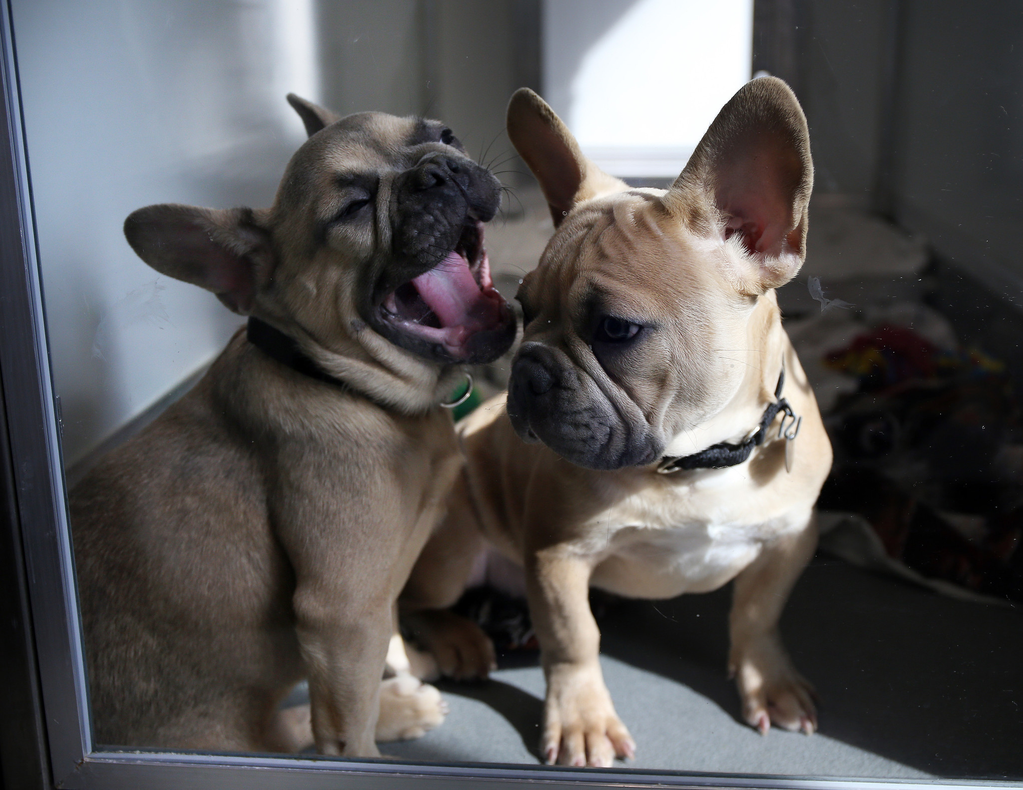 Dog Rescue Refuses To Turn French Bulldogs Over To Authorities To Be Deported Chicago Tribune