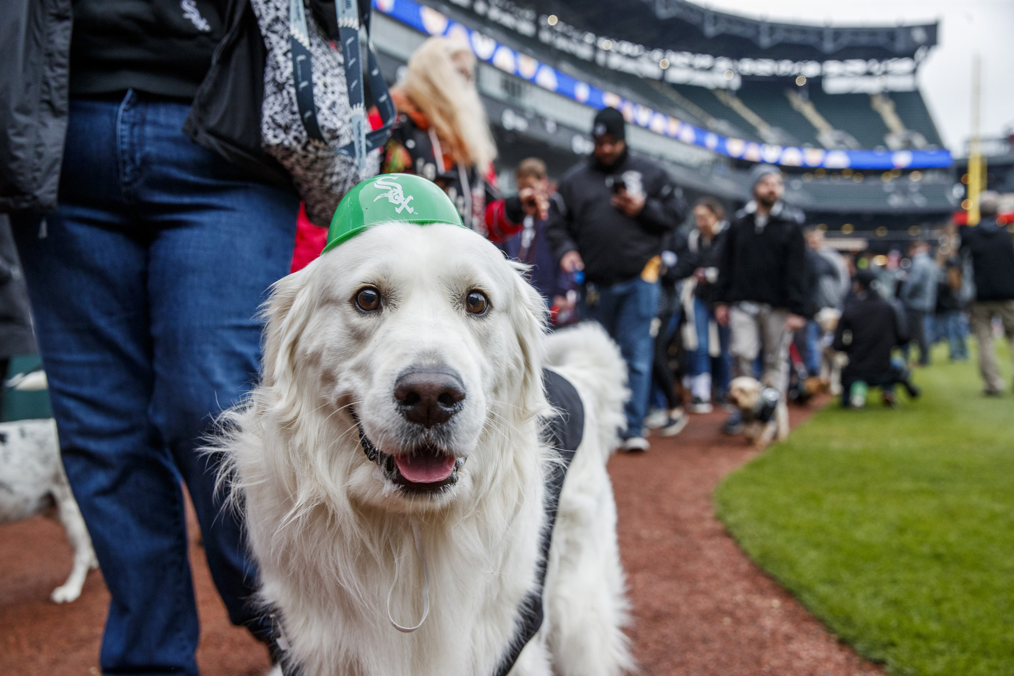  Chicago White Sox Dog Jersey XSmall : Sports Fan