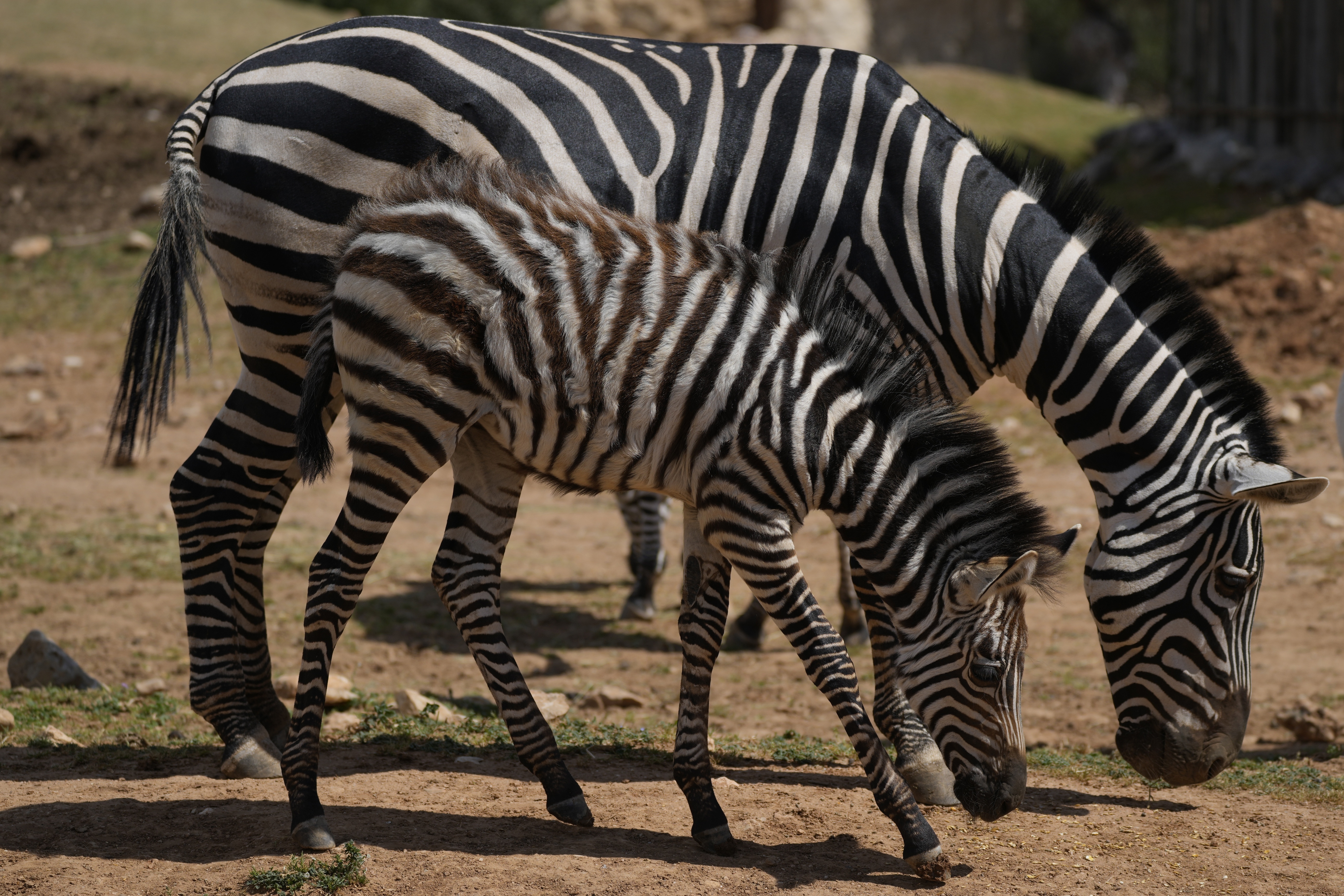 Zebra dies at Disney's Animal Kingdom Lodge: report – Orlando Sentinel