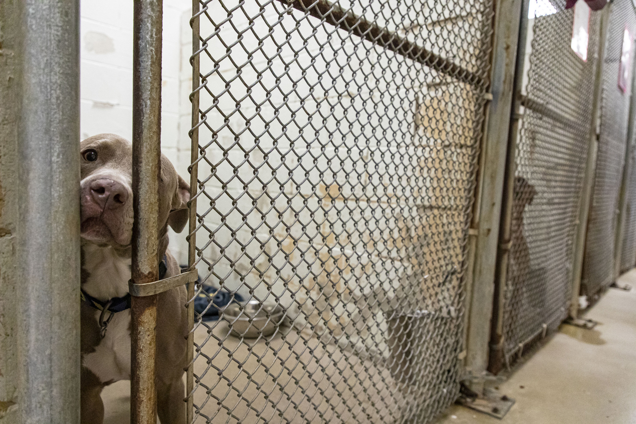 We've been close to putting a dog in a bathroom': Chicago-area shelters  deal with overcrowding due to financial strain on owners, worry about  eviction moratorium ending – Chicago Tribune