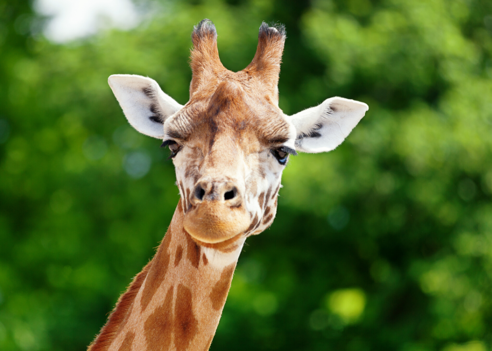 Why do giraffes have long necks? Answers to 25 animal evolution questions –  Chicago Tribune