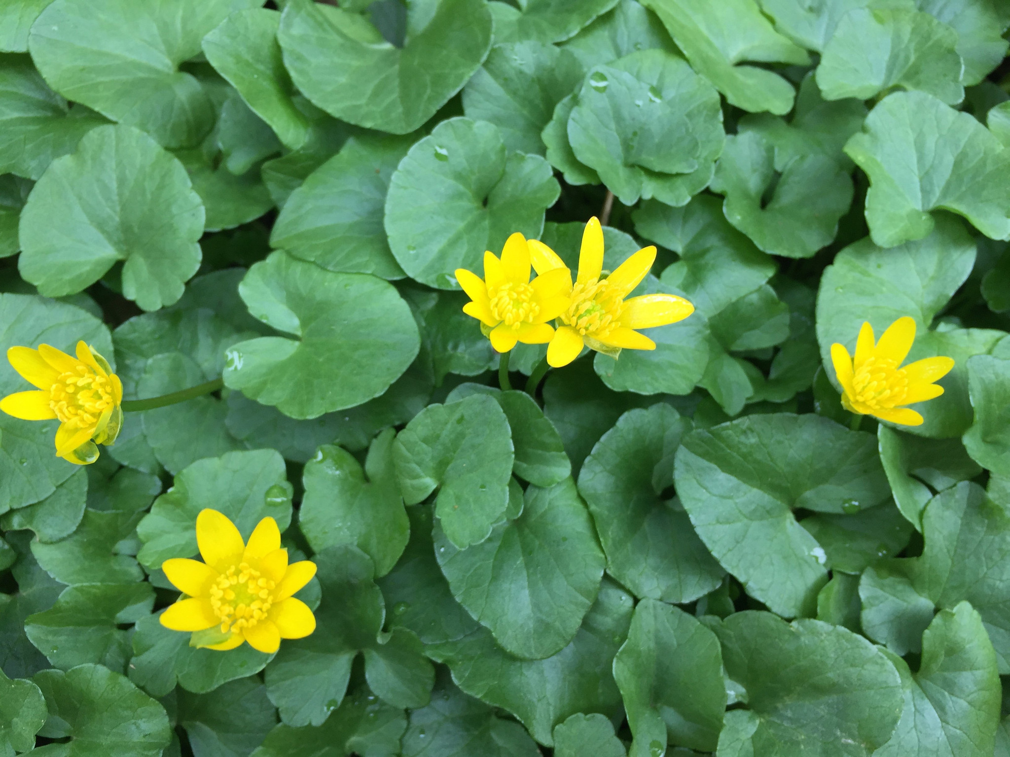get rid of invasive lesser celandine in your lawn