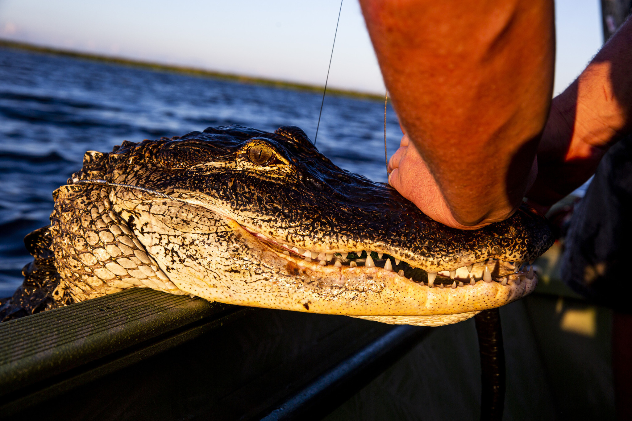 florida alligator hunting season 2022 bodnarkishaba99