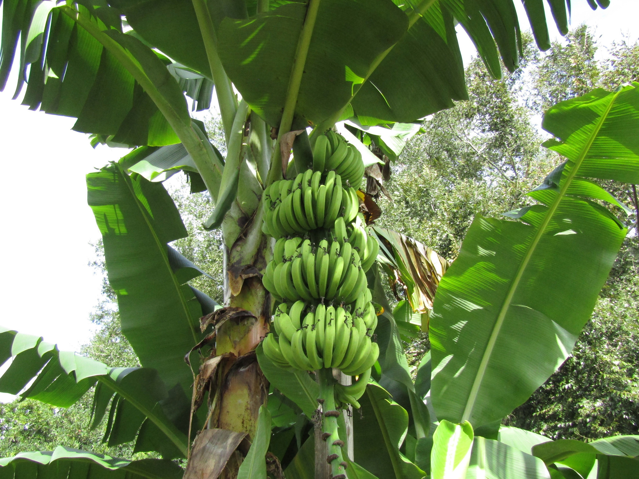 Бананы растут в россии. Банановое дерево. Банановая Пальма. Высота бананового дерева. Банановые деревья в Анапе.
