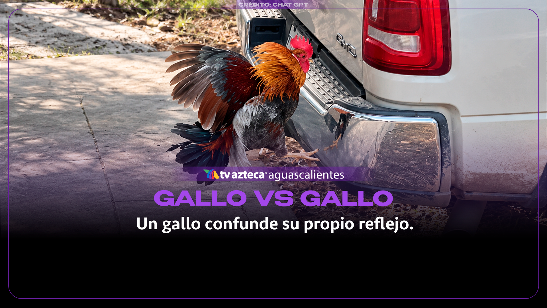 ¡Pura persistencia! Gallo se enfrenta a su propio reflejo en una camioneta