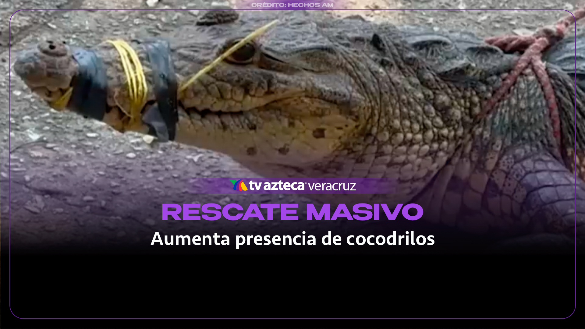 Rescatan más de 40 cocodrilos y los reubican en Coatzacoalcos