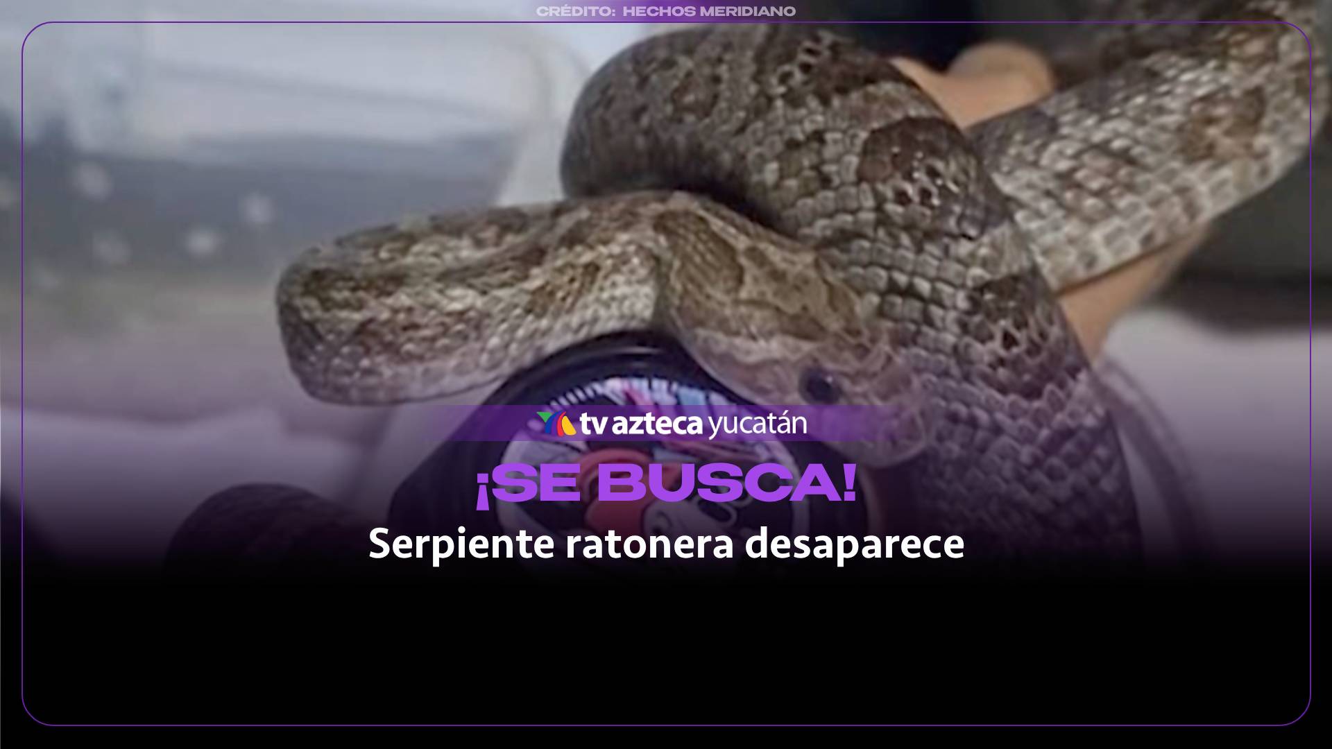¡Alerta en Mérida! Reportan SERPIENTE suelta tras extraviarse de su dueña (+Video)