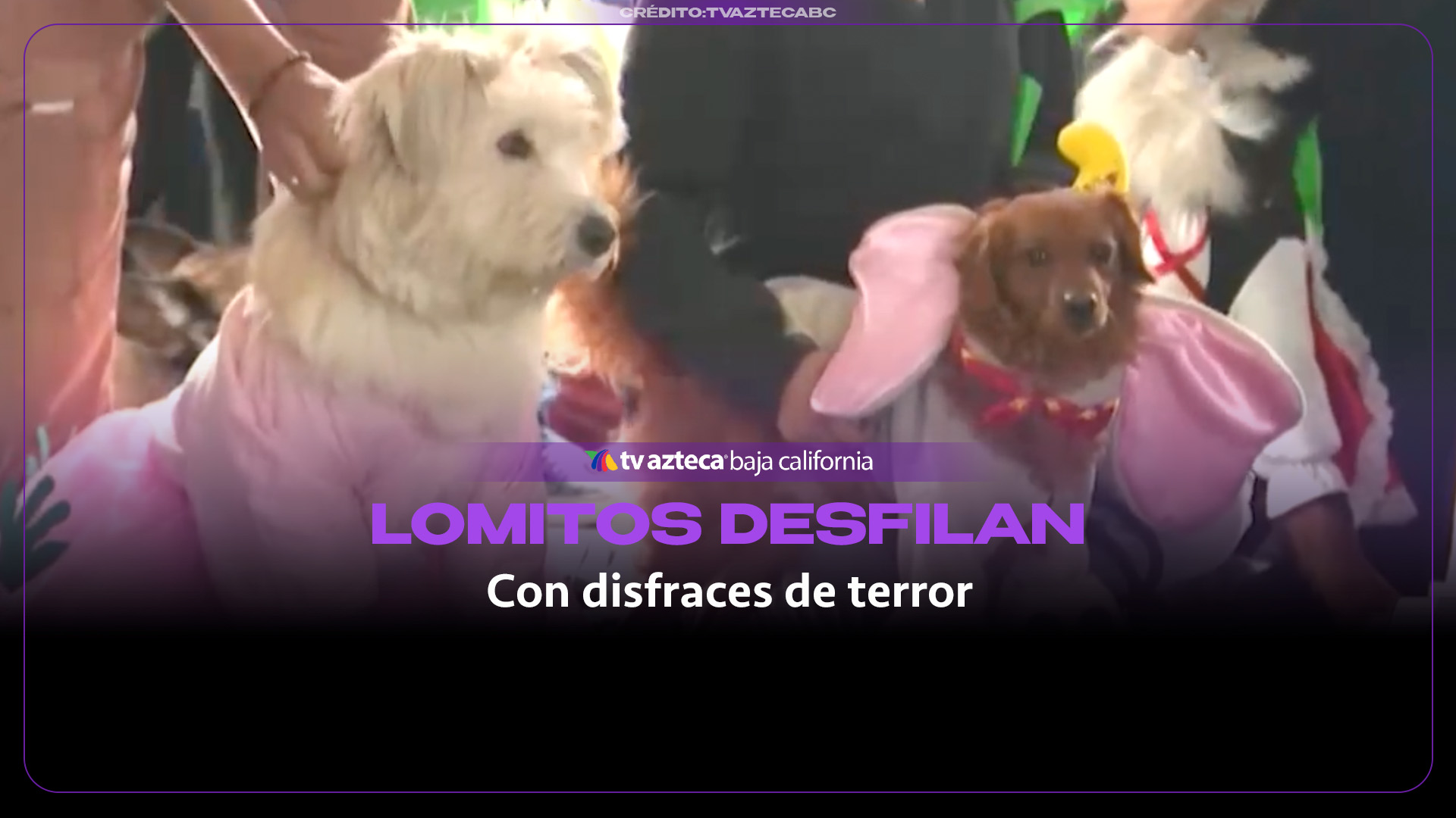 ¡Halloween de cuatro patas! Así desfilaron las mascotas con sus mejores disfraces