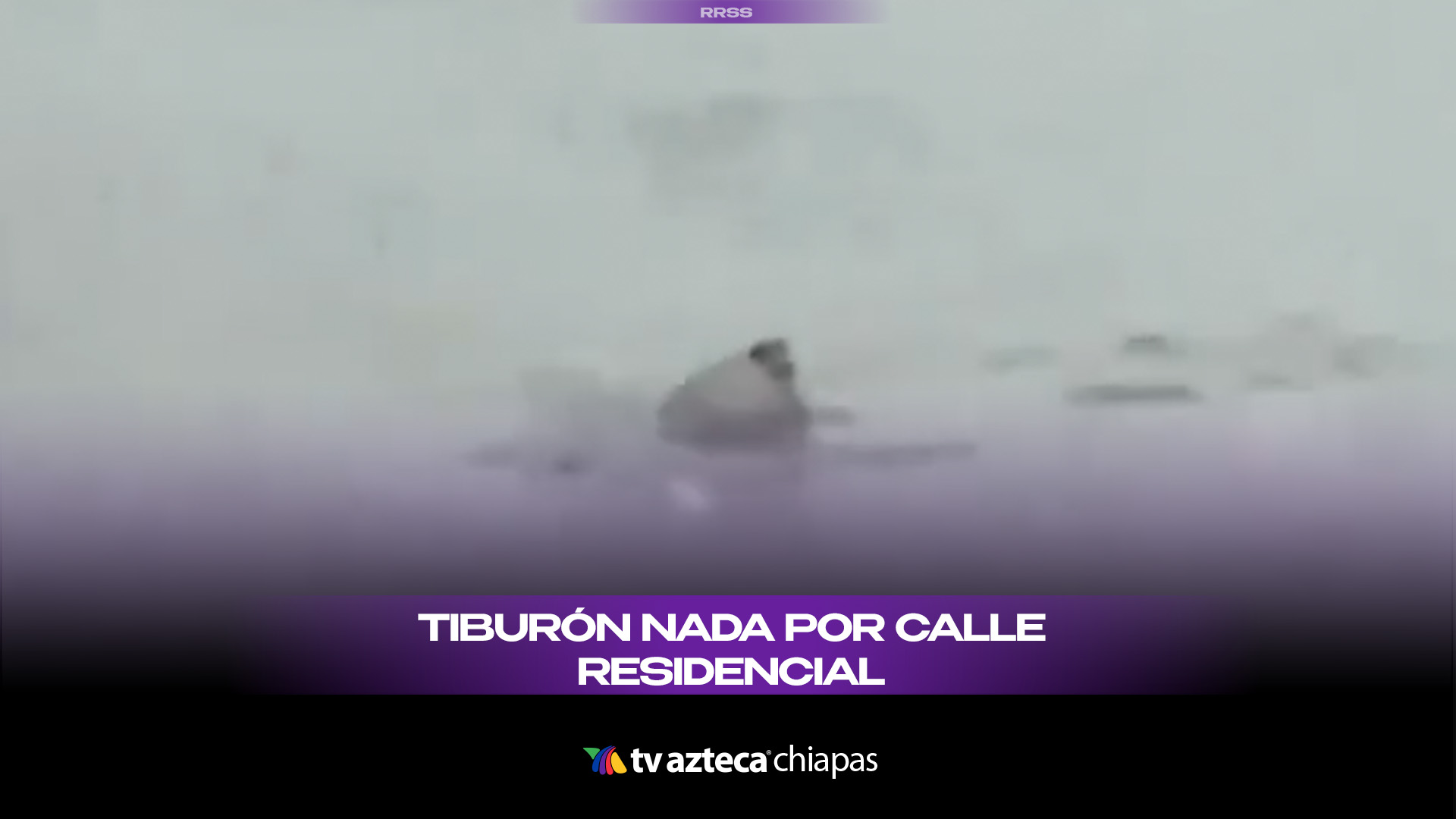 Inundaciones en Nueva Jersey arrastran a un tiburón hasta la entrada de una casa (VIDEO)