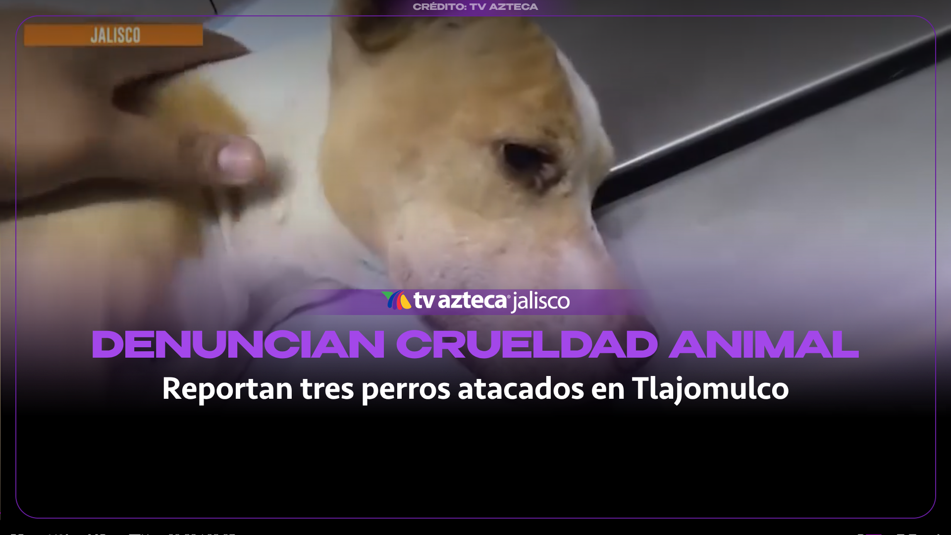 Refugio denuncia ataques con arma blanca contra perros en Tlajomulco