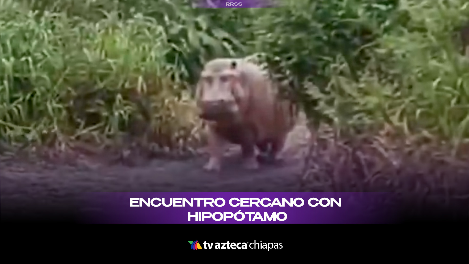 Cara a cara con un hipopótamo: La reacción que le salvó la vida a un campesino