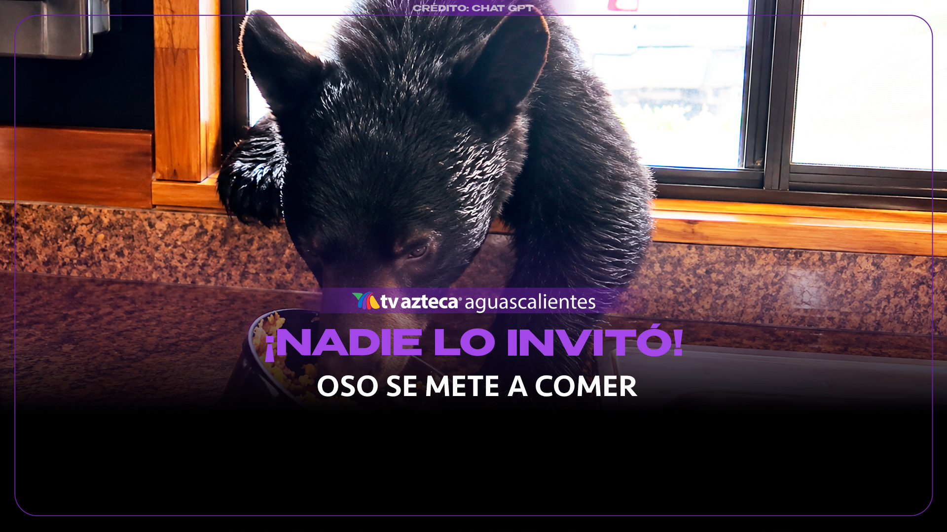 Oso hambriento se mete a una cocina y devora comida de un sartén (VIDEO)