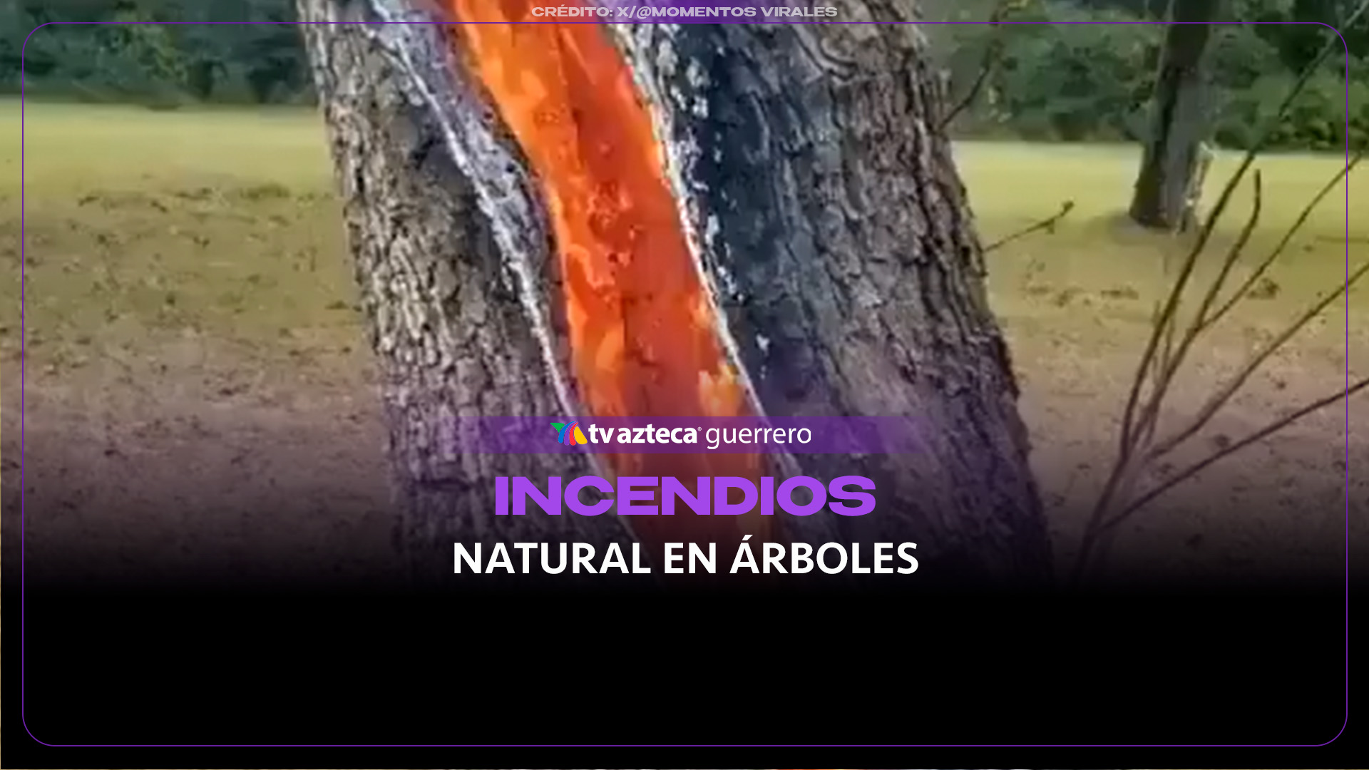 ¿Lava o madera? El impresionante fenómeno de los árboles que arden por dentro