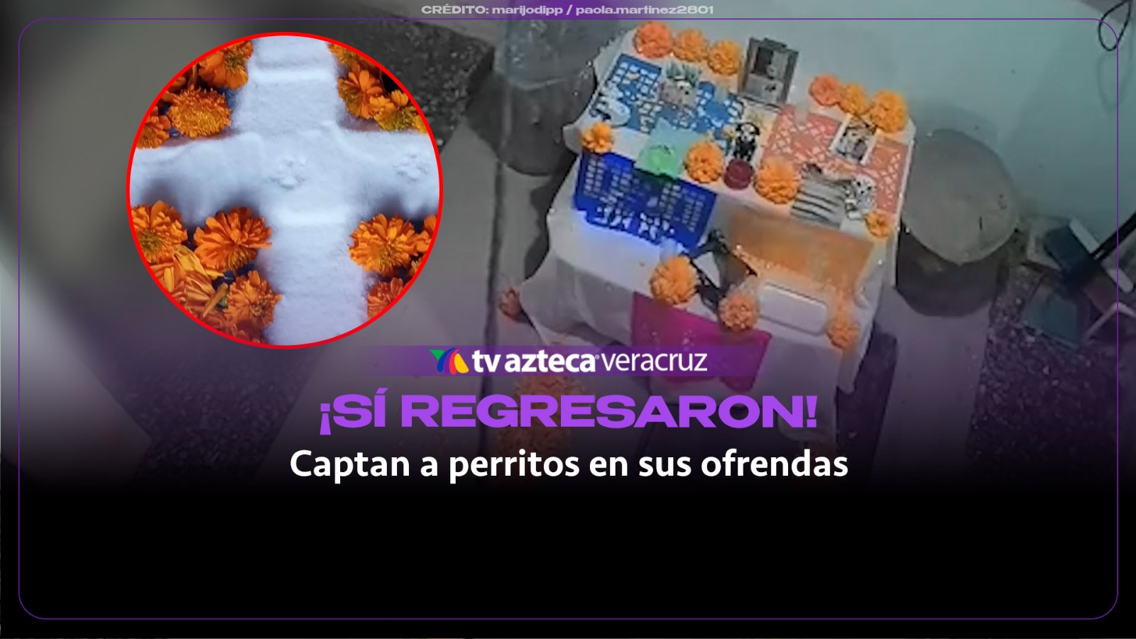 ¡SÍ REGRESARON! Captan a perritos fallecidos como ‘fantasmas’ en sus ofrendas de Día de Muertos (+VIDEO) 