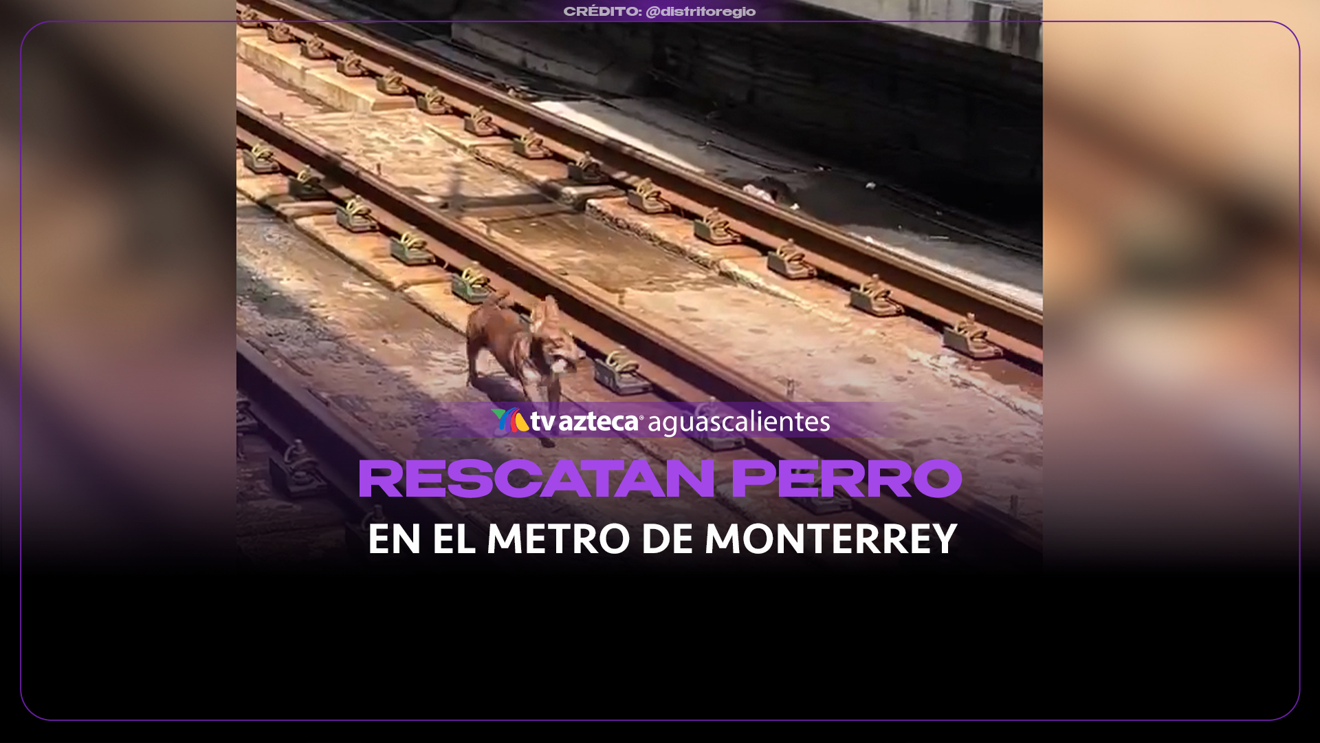¡Corre, lomito! Rescatan ileso a perro que corría por las vías del Metro de Monterrey