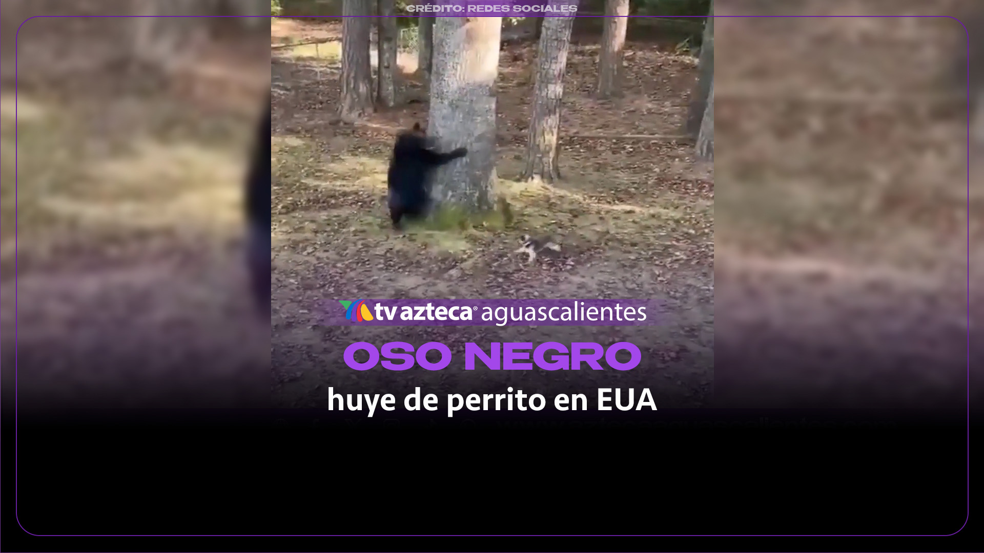 Perrito Benny ahuyenta a oso negro en Carolina del Norte