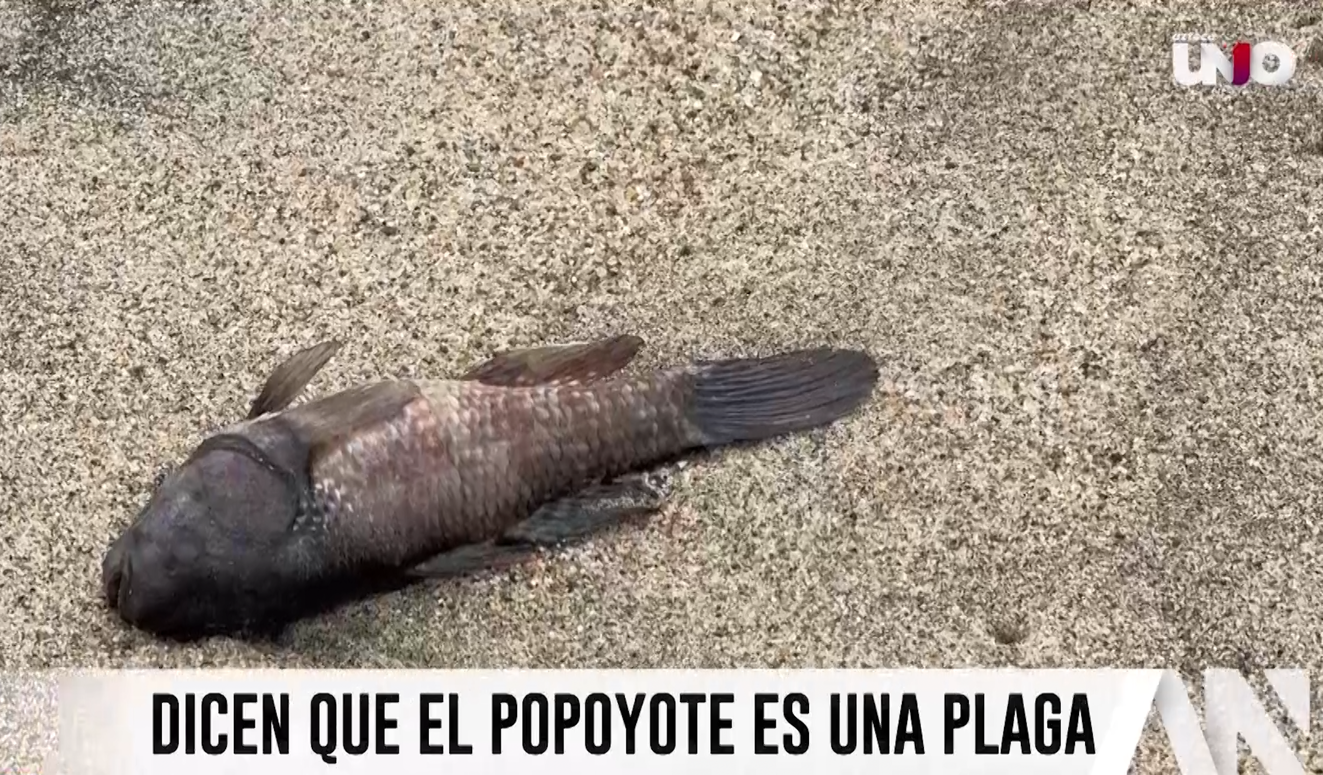 Apertura de la barra de Coyuca: ¿Desastre o alivio para los pescadores?