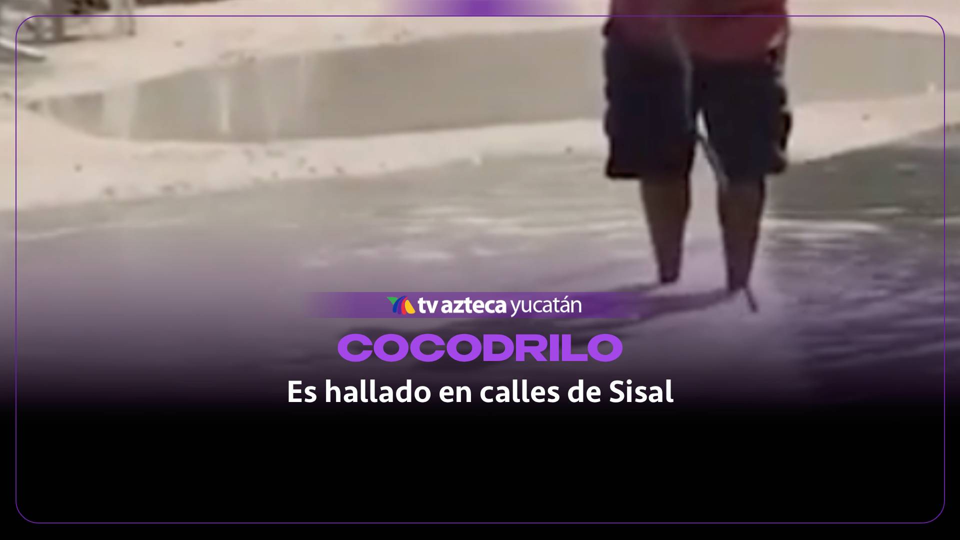 ¡Alerta! Huracán ‘Isaías’ provoca escape de cocodrilo en Sisal (+Video)