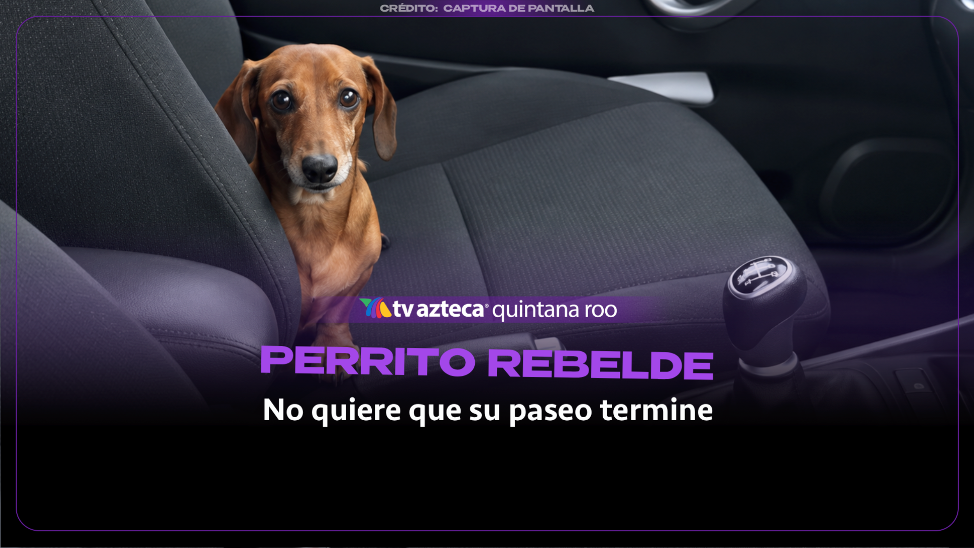 ¡Pasajero rebelde! Perrito evita que lo bajen del auto con una increíble habilidad