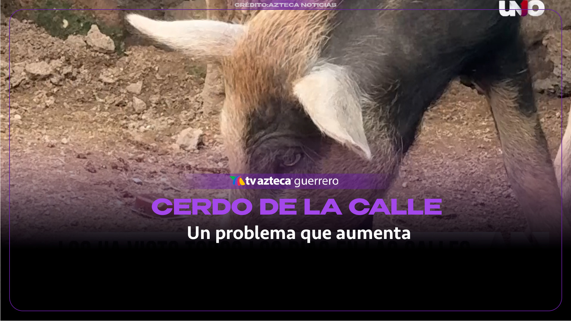 Cerdos sin dueño en calles de Acapulco generan alerta sanitaria y problemas de movilidad para vecinos