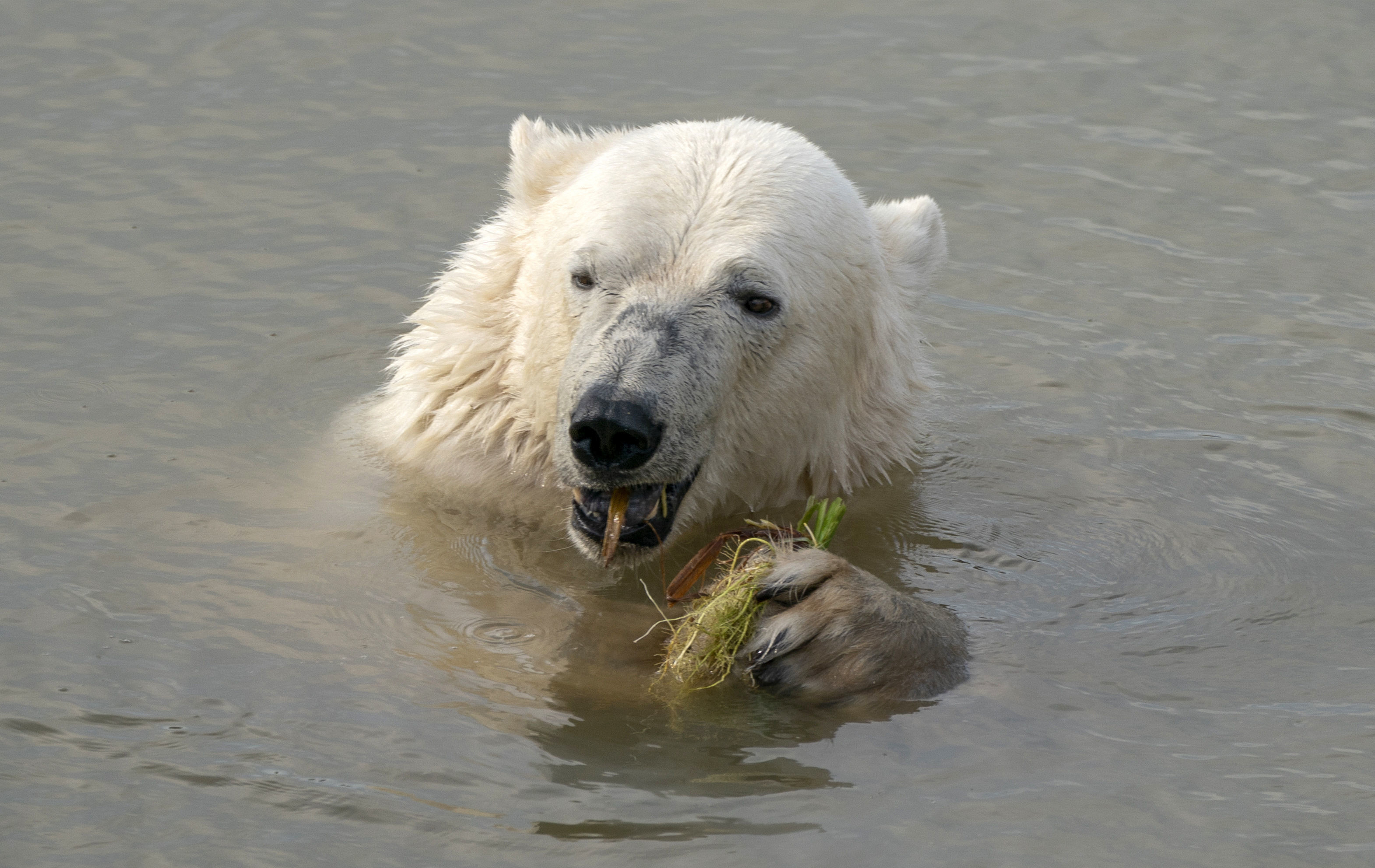 Taming.io ICE Bear vs WATER Bear - Which Pet is Better 