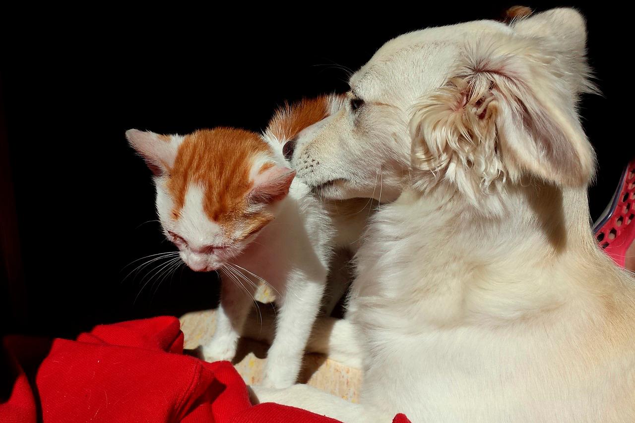 Por qué creemos que los gatos son menos cariñosos y amigables que