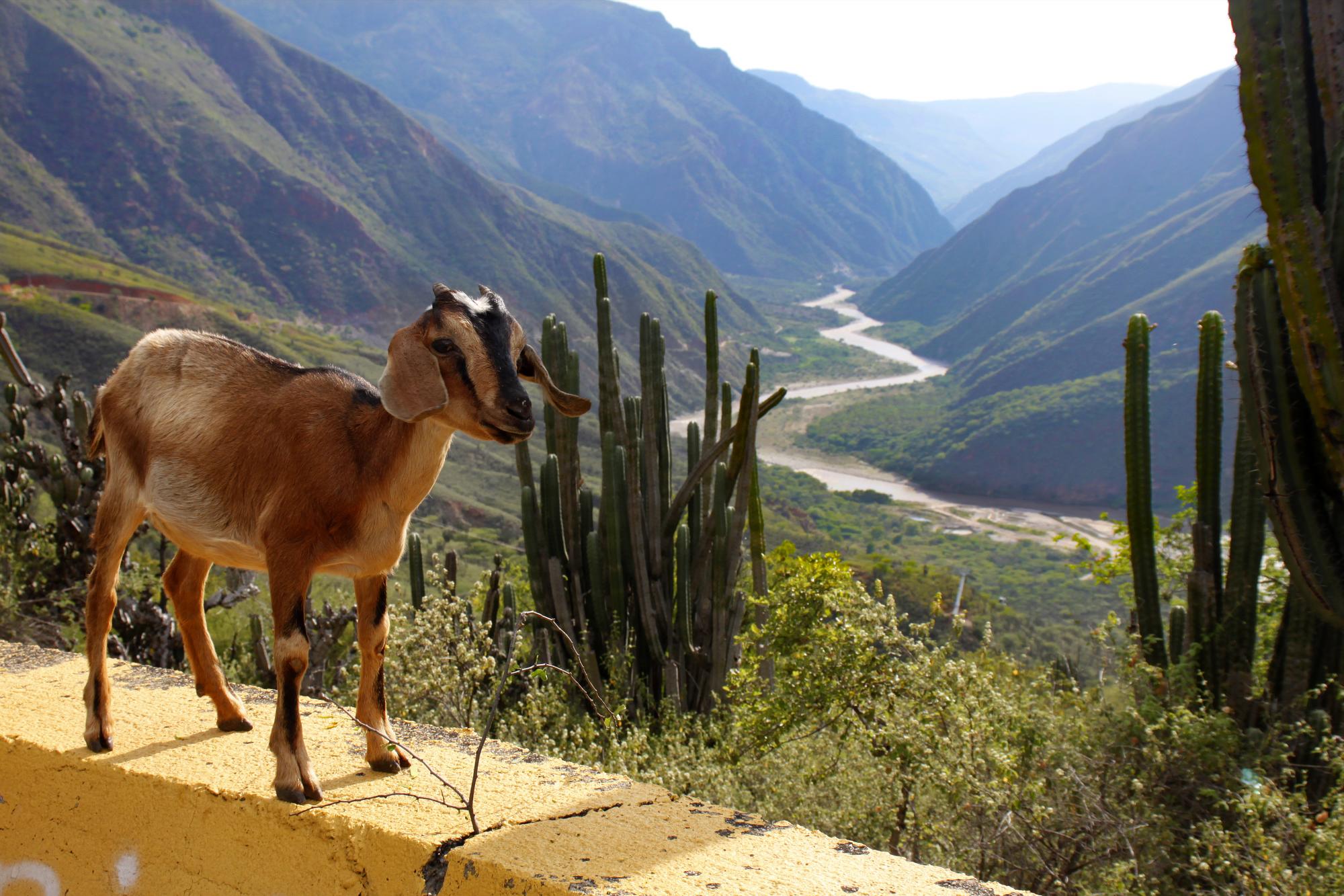 Cabras santandereanas: las conquistadoras del Cañón