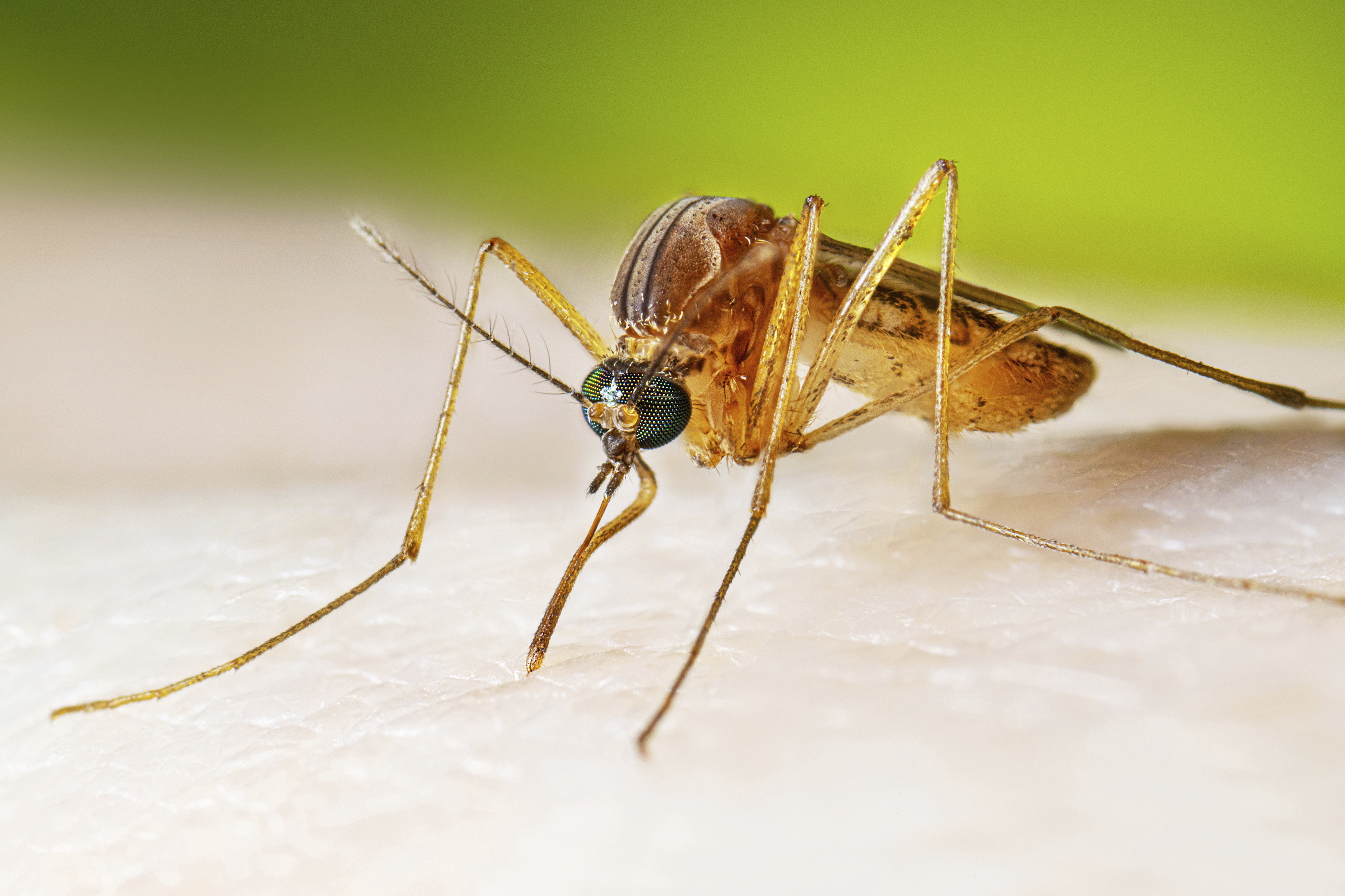 A female Culex quinquefasciatus mosquito, also known as the southern house mosquito. (Lauren Bishop/Centers for Disease Control and Prevention/AP)