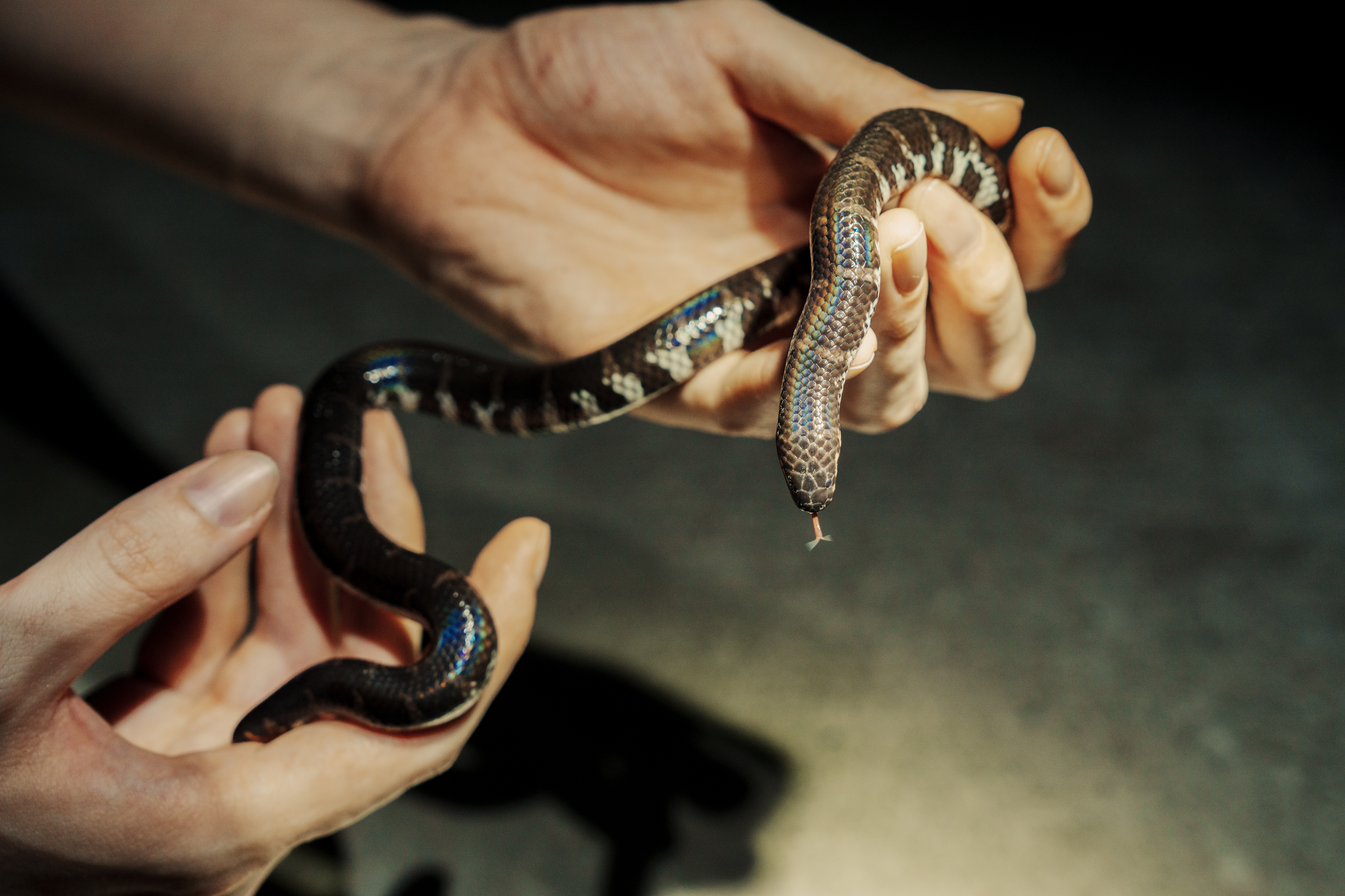 Jodi's pipe snake.