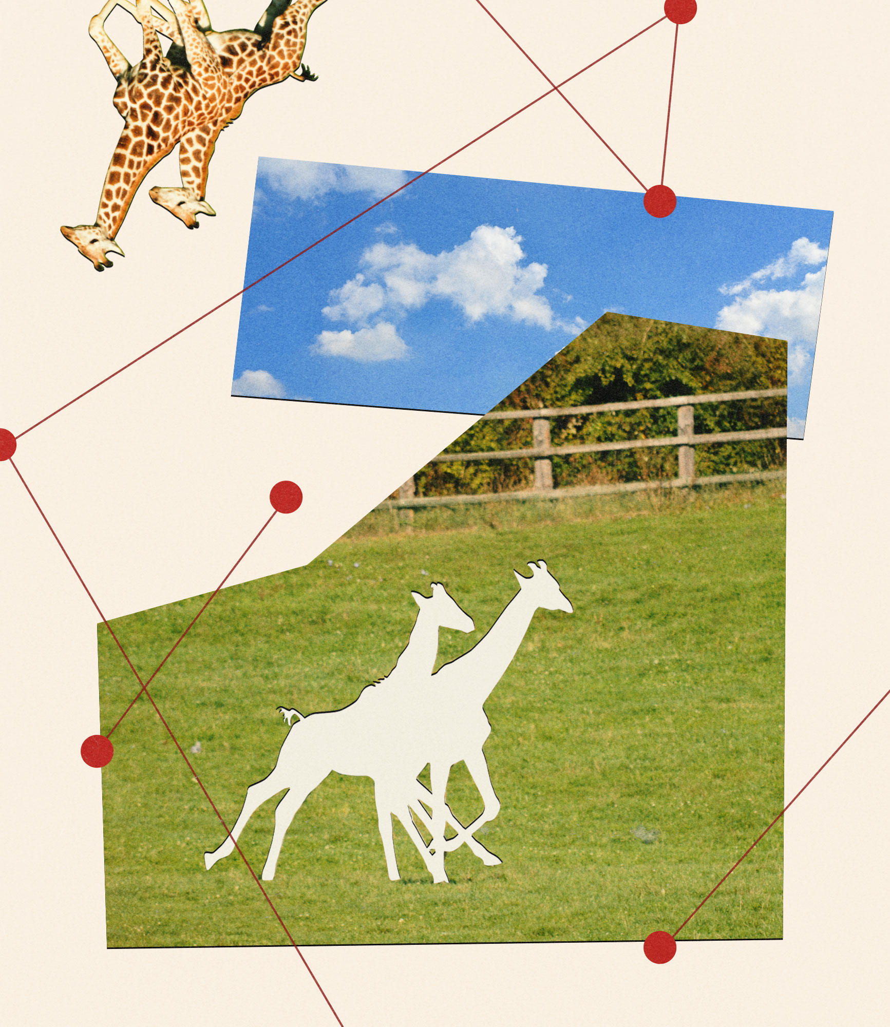missinggiraffes (Illustration by Chloe Meister/The Washington Post; iStock)