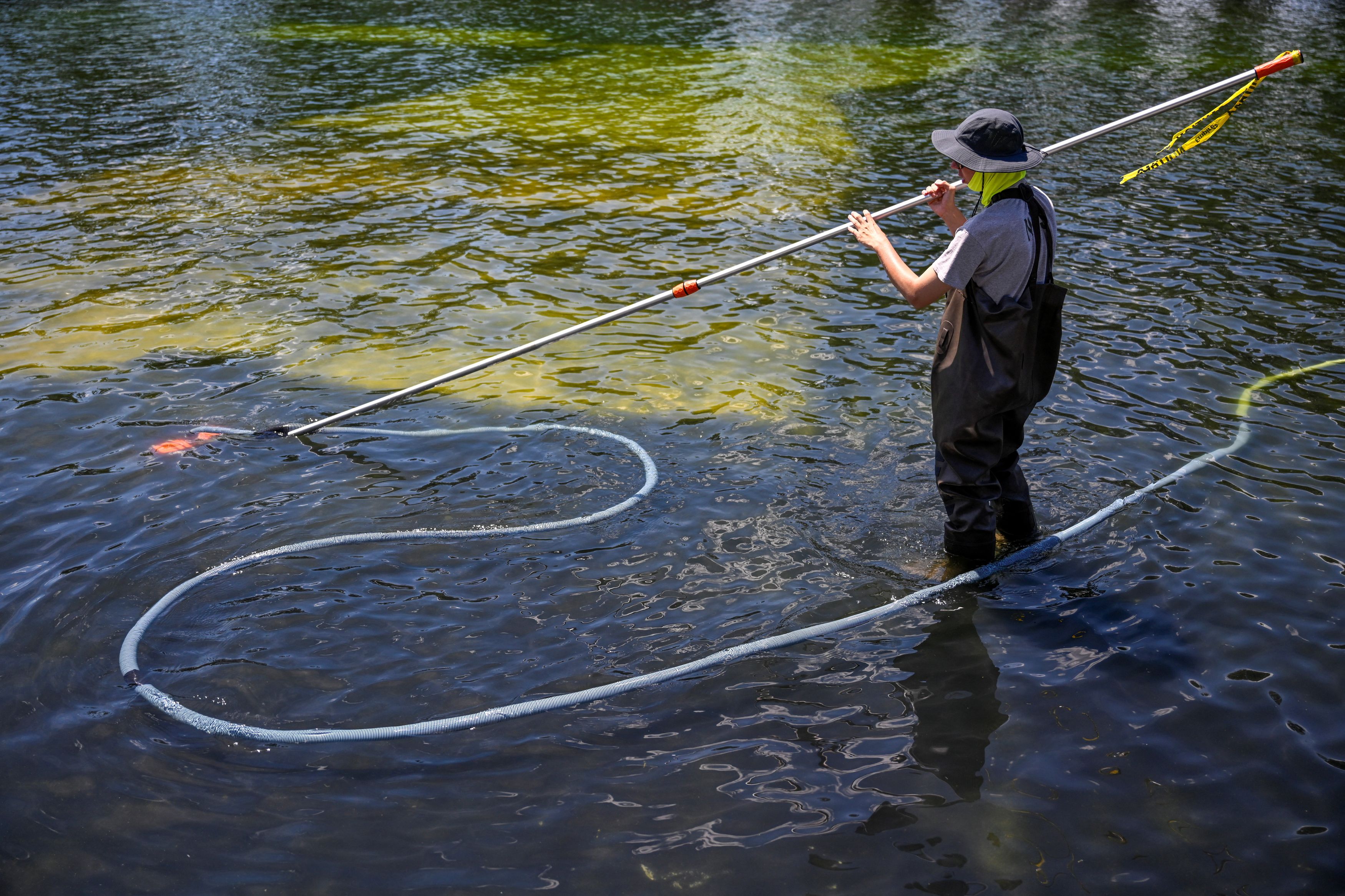 A National Park Service employee works to remove algae from the Lincoln Memorial Reflecting Pool on Saturday. (Daniel Heuer/Reuters)