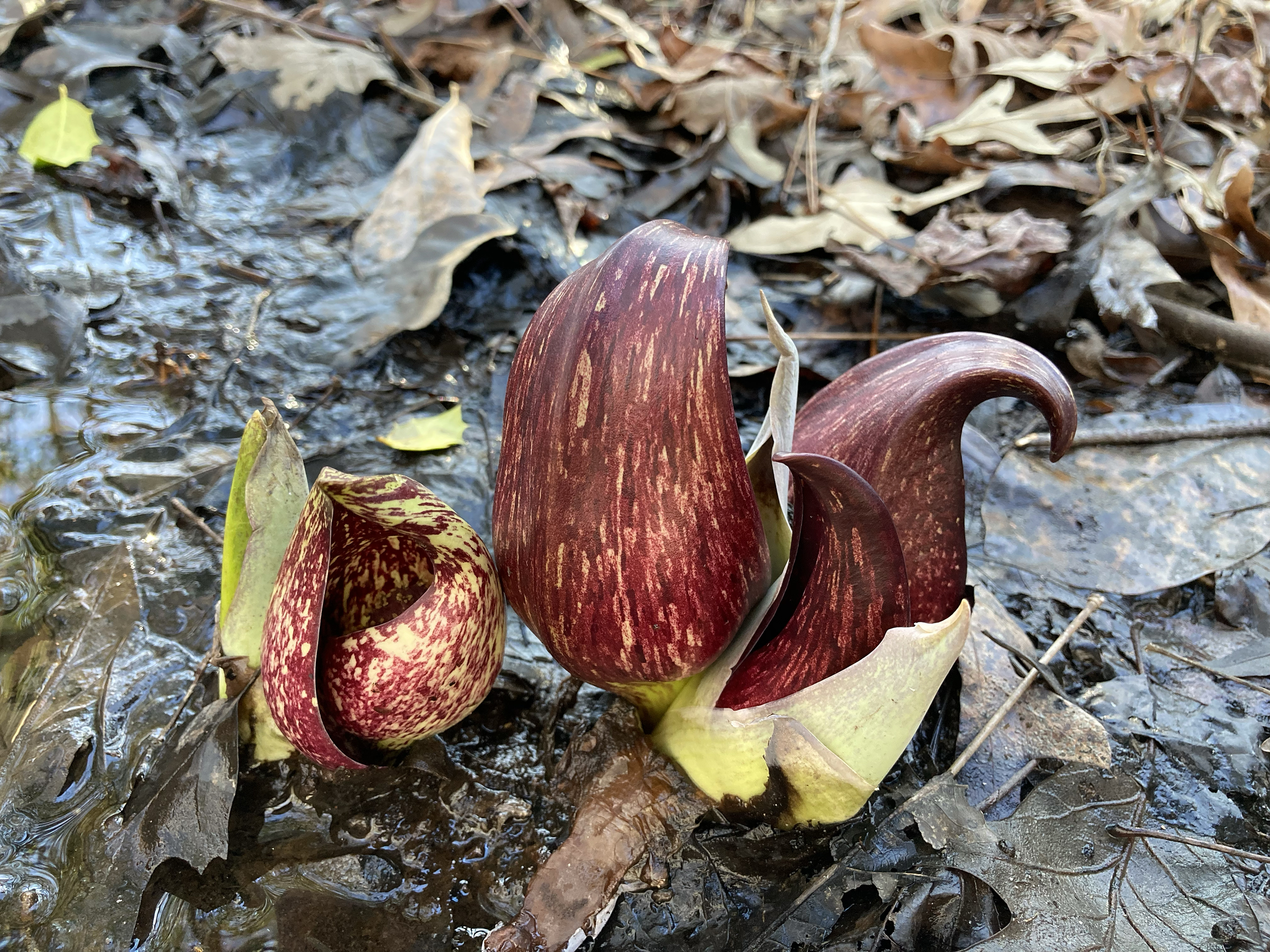 Skunk cabbage: First wildflower of the year arrives  even in snow - The  Washington Post