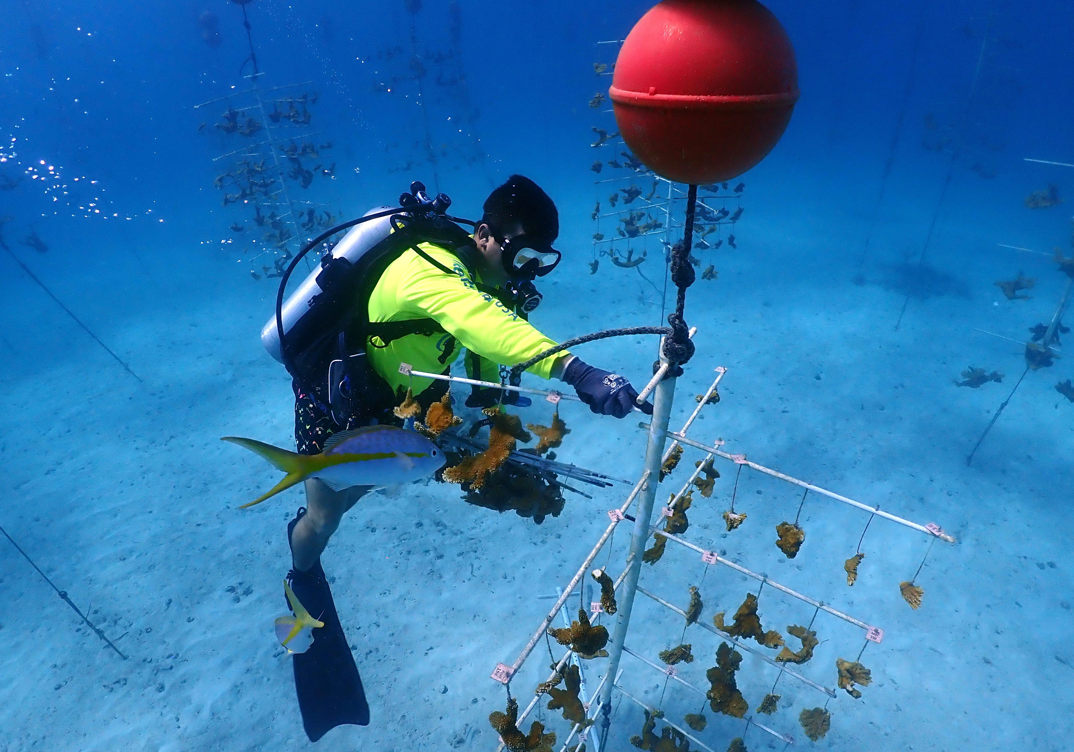 A member of the nonprofit Reef Renewal USA removes a branch of coral for transport from an offshore nursery into deeper, cooler water on July 13. (Courtesy Reef Renewal USA)